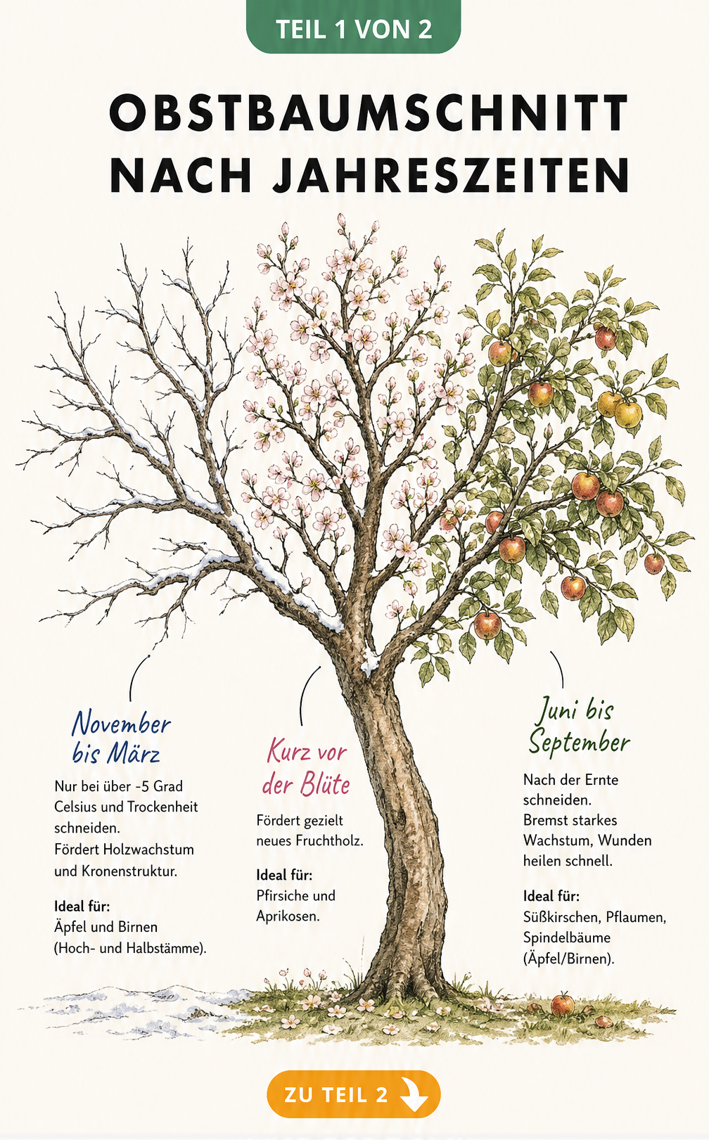 Illustration eines Obstbaums, der in drei Jahreszeiten unterteilt ist: Winter, Frühling und Sommer, mit Schnitt-Tipps.