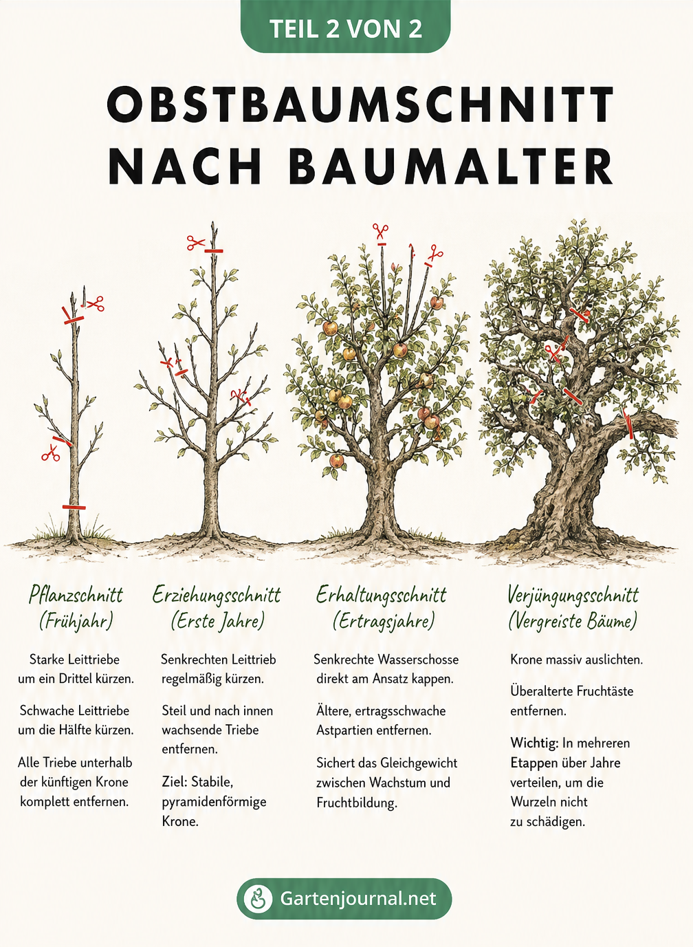 Vier Baum-Silhouetten zeigen den Obstbaumschnitt vom Setzling bis zum alten Baum mit roten Schnittmarkierungen.