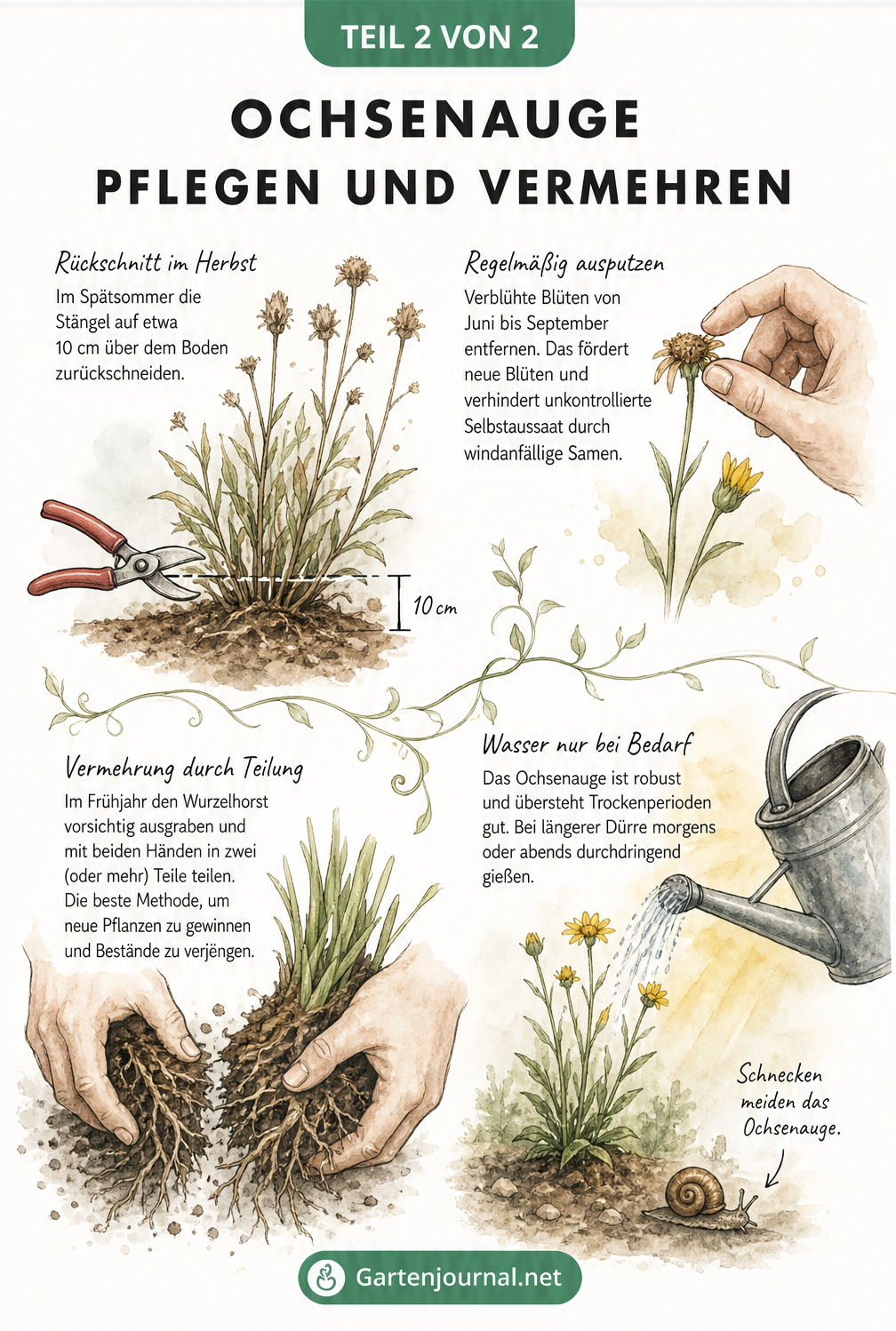Illustration zur Pflege des Ochsenauges mit Rückschnitt, Teilung des Wurzelhorsts und Bewässerung