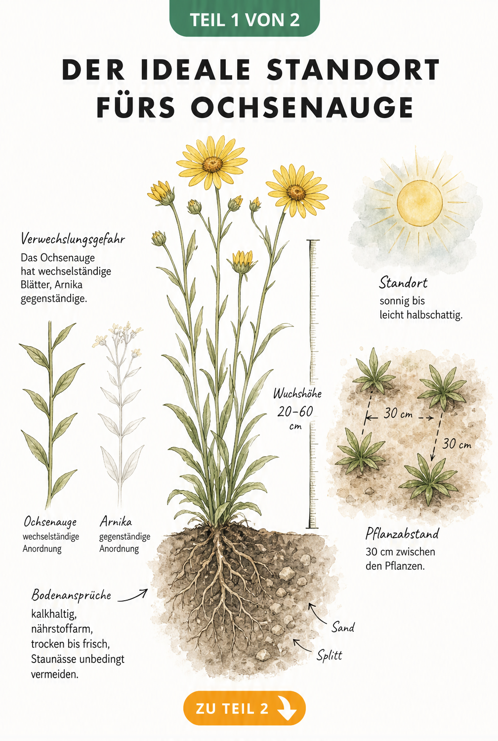 Botanische Illustration des Weidenblättrigen Ochsenauges mit Wurzelballen, Bodenquerschnitt und Pflanzabstand