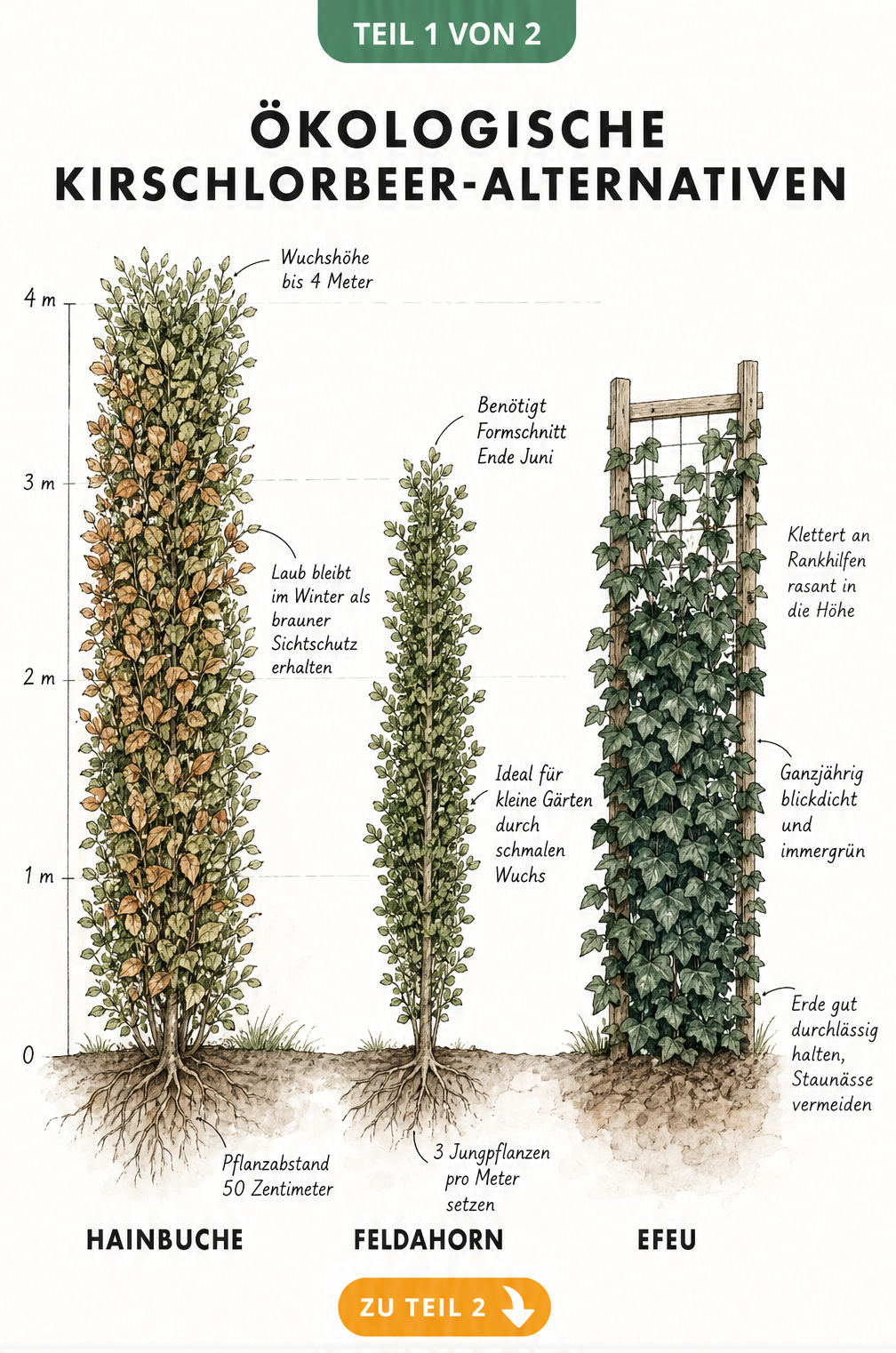 Illustration von drei ökologischen Kirschlorbeer-Alternativen: Hainbuche, Feldahorn und Efeu mit Wuchshöhen und Pflanztipps