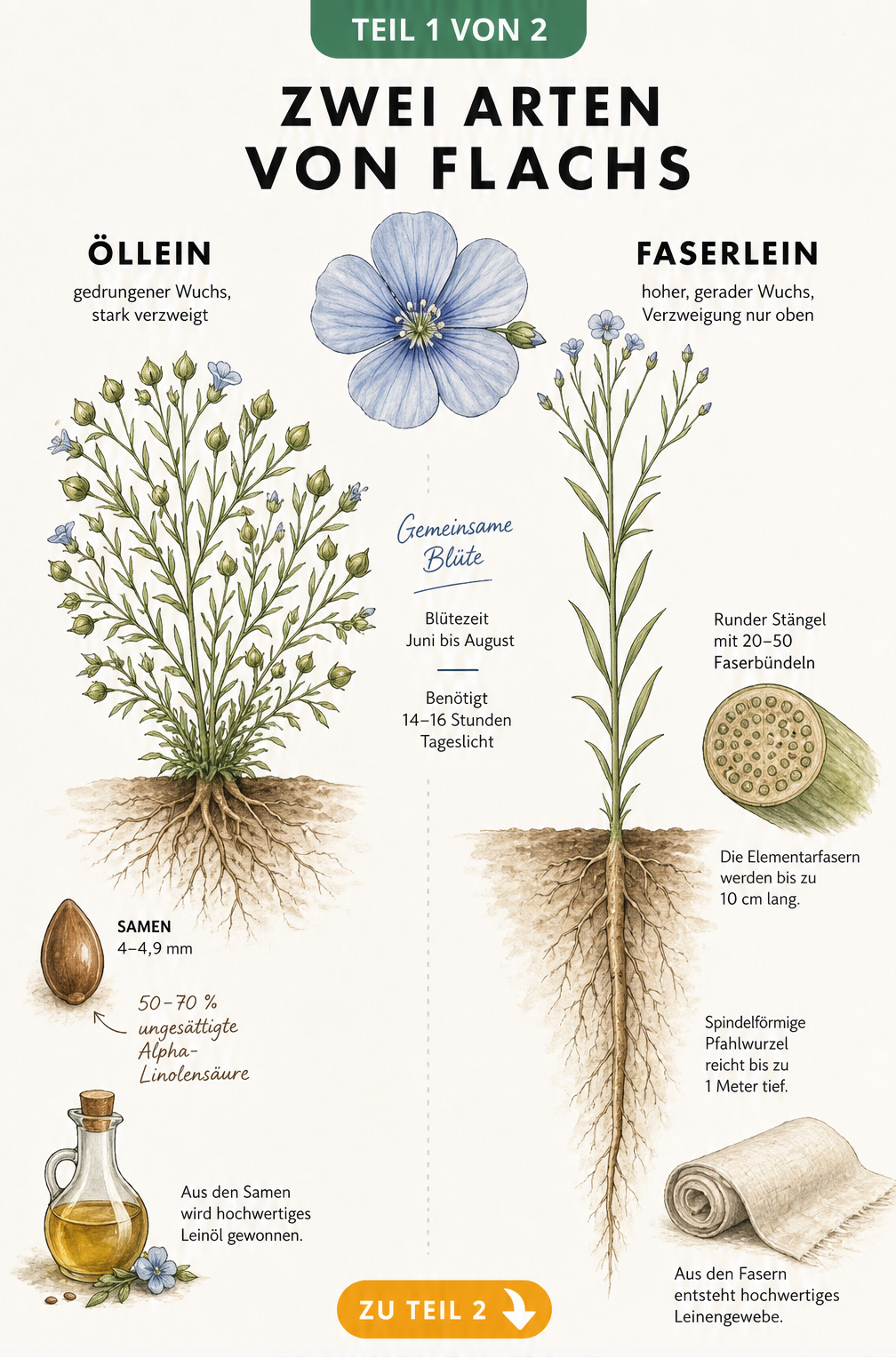 Botanische Illustration von Öllein und Faserlein mit Wurzeln, Samen und Blüten