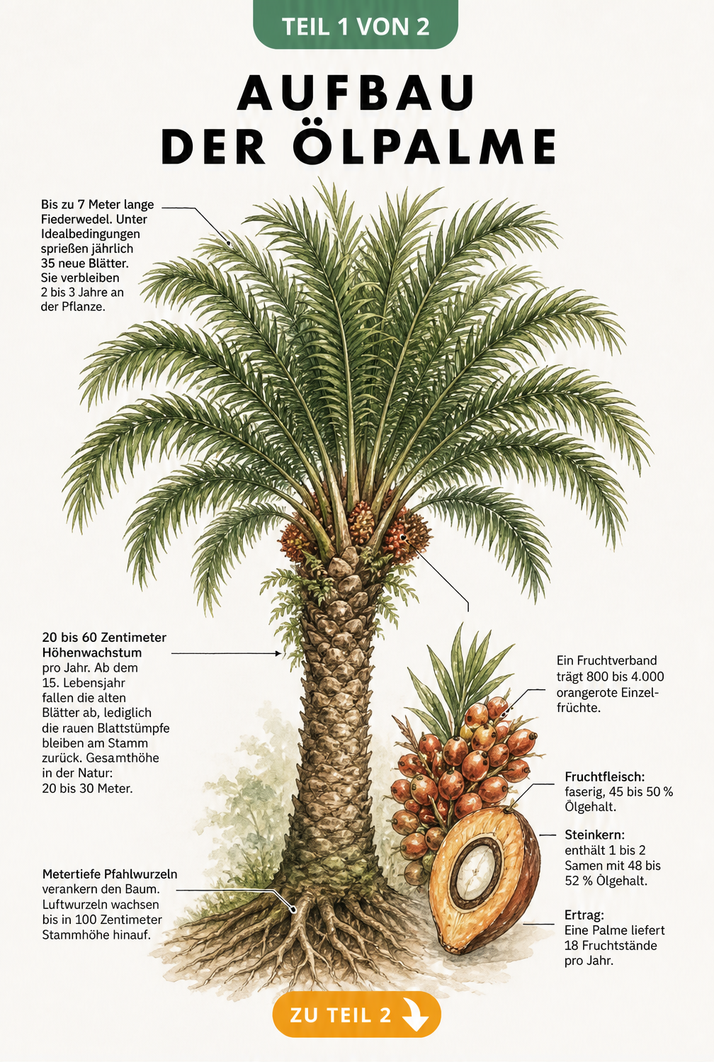 Botanische Illustration einer Ölpalme mit Details zu Blättern, Stamm, Wurzeln und Früchten