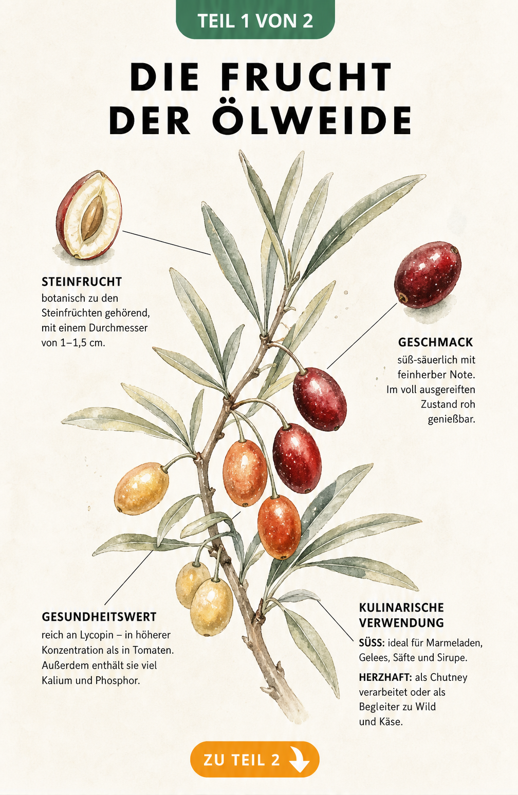 Botanische Illustration eines Ölweidenzweigs mit Früchten in verschiedenen Reifestadien, ergänzt durch Informationen zu Geschmack, Gesundheitswert und...
