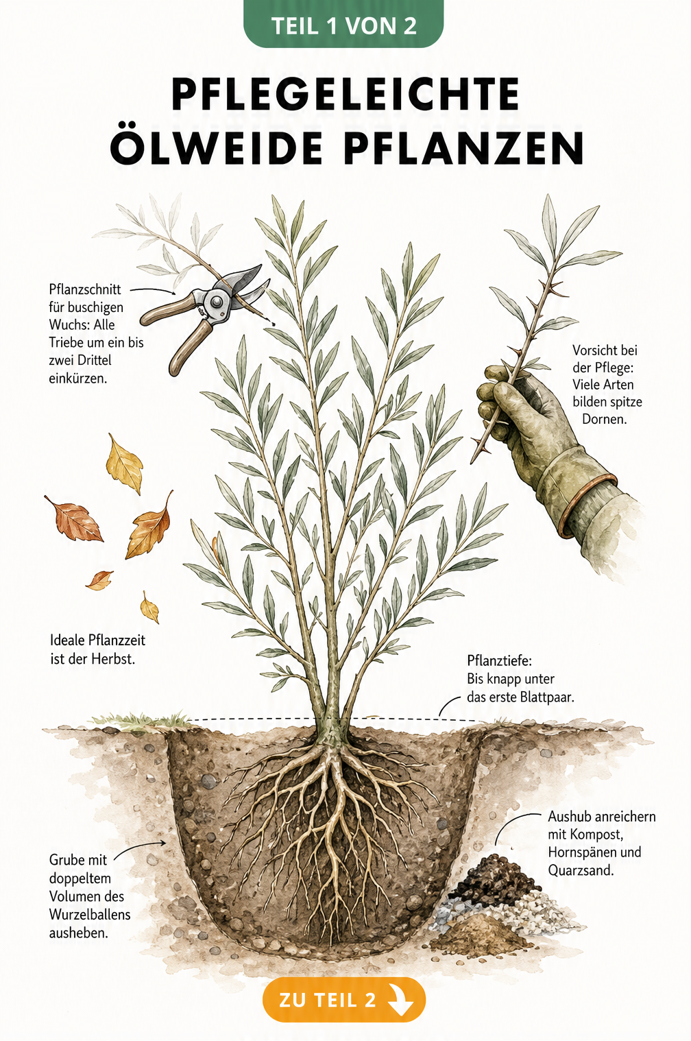 Botanische Querschnitt-Illustration einer jungen Ölweide mit Wurzelwerk, Pflanzgrube und Hinweisen zum Pflanzschnitt.