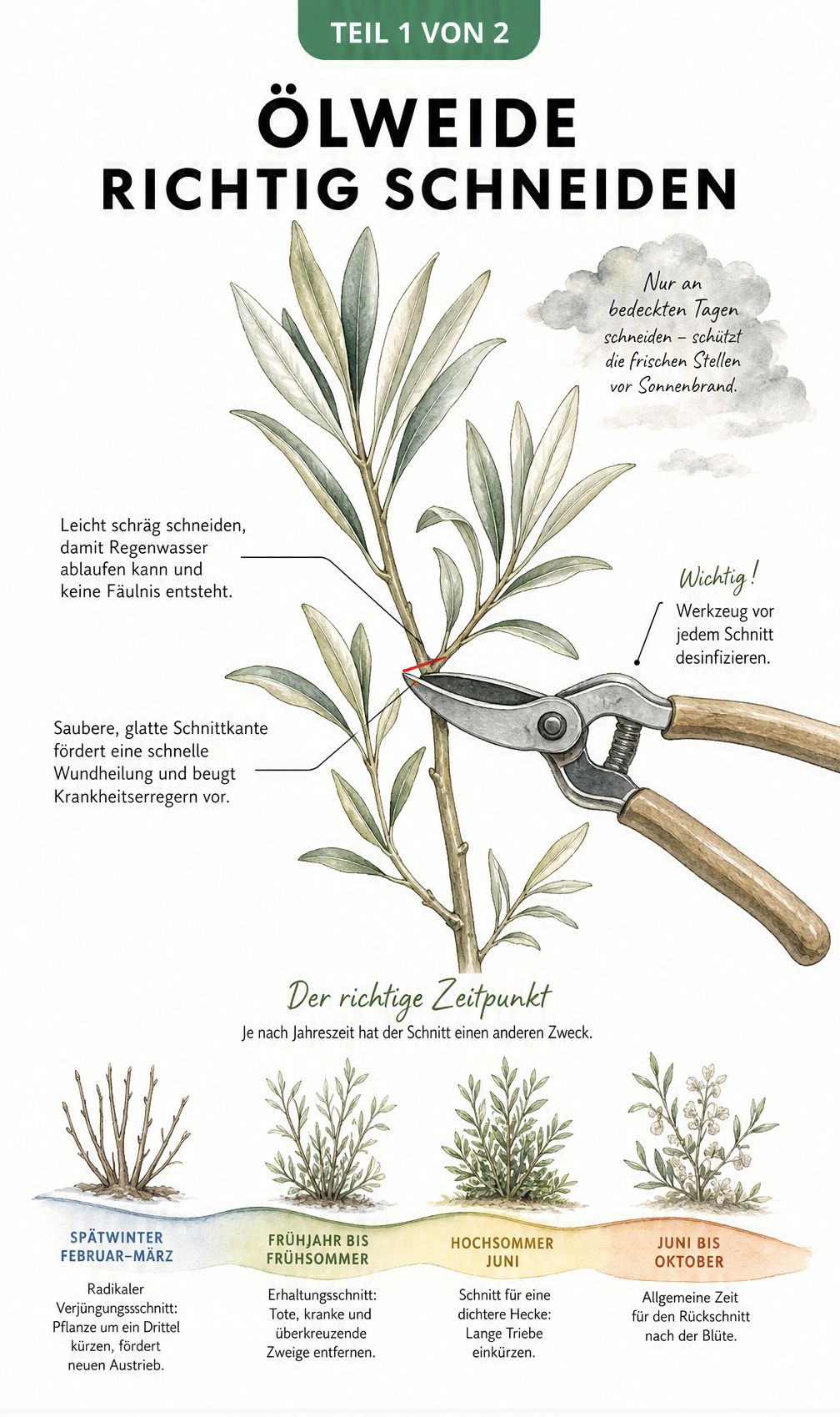 Botanische Illustration eines Ölweiden-Zweigs mit Gartenschere, die den richtigen Schnittwinkel und die Schnittzeiten im Jahresverlauf zeigt.