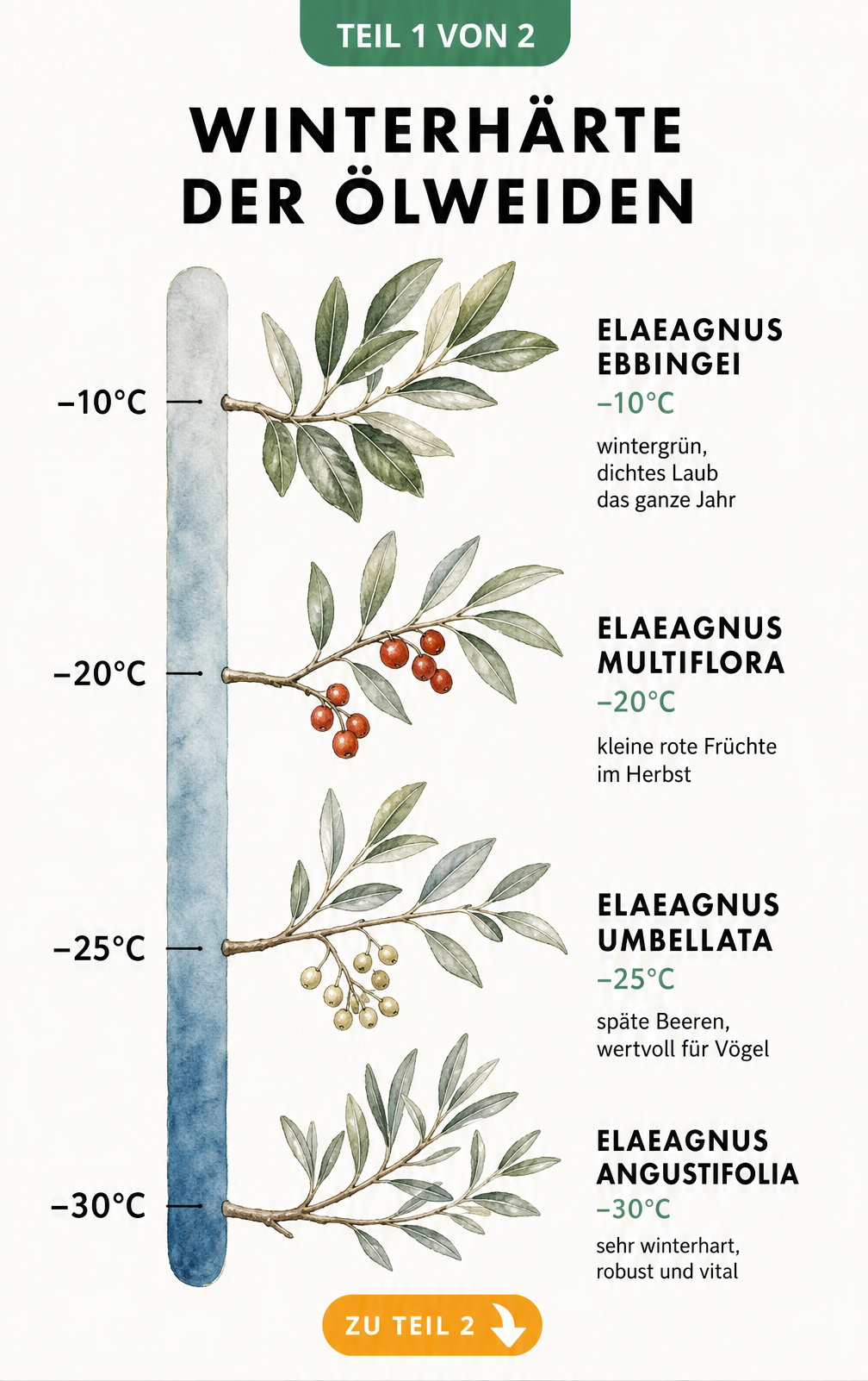 Illustration der Winterhärte verschiedener Ölweiden-Sorten von -10°C bis -30°C