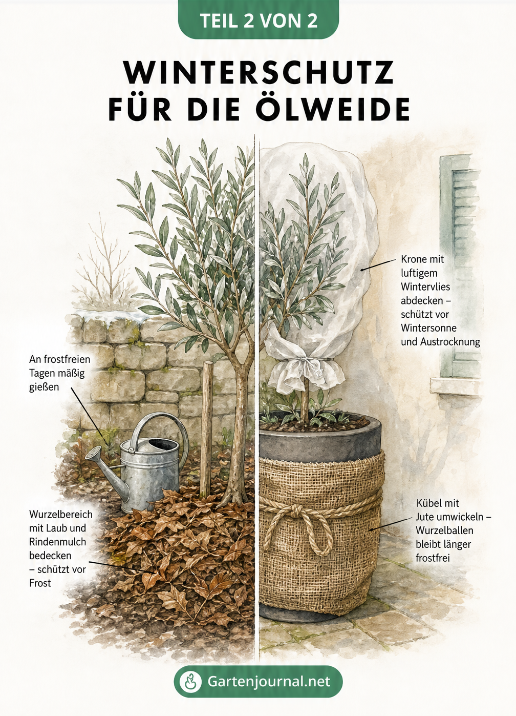 Illustration zum Winterschutz für Ölweiden im Gartenboden und im Kübel