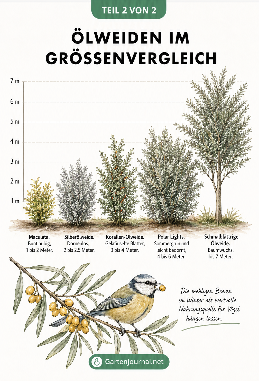 Größenvergleich von fünf verschiedenen Ölweiden-Arten, von der kleinen Maculata bis zur 7 Meter hohen Schmalblättrigen Ölweide.