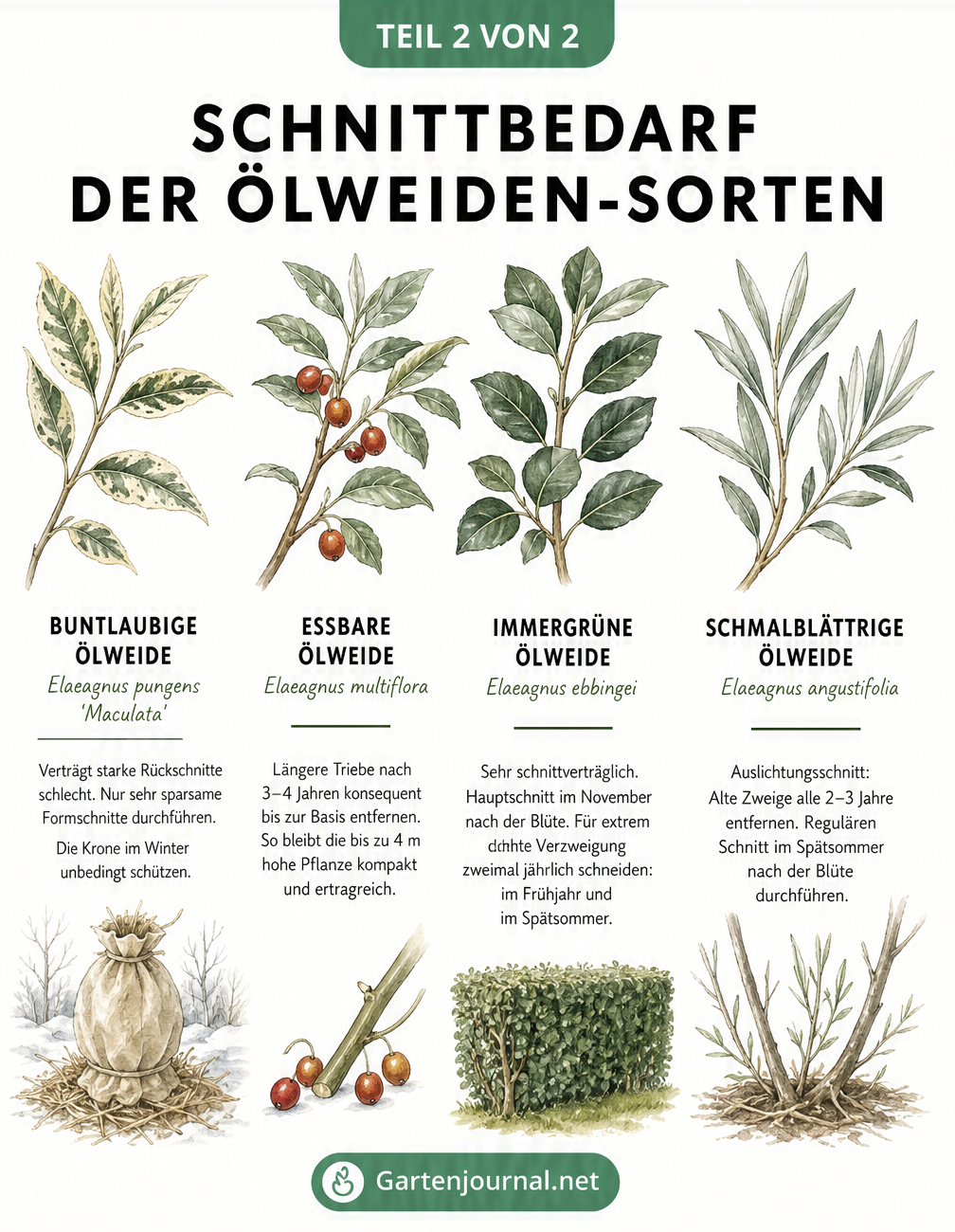 Botanische Illustration von vier Ölweiden-Sorten mit ihren spezifischen Blättern und Beeren sowie Erklärungen zum jeweiligen Schnittbedarf.