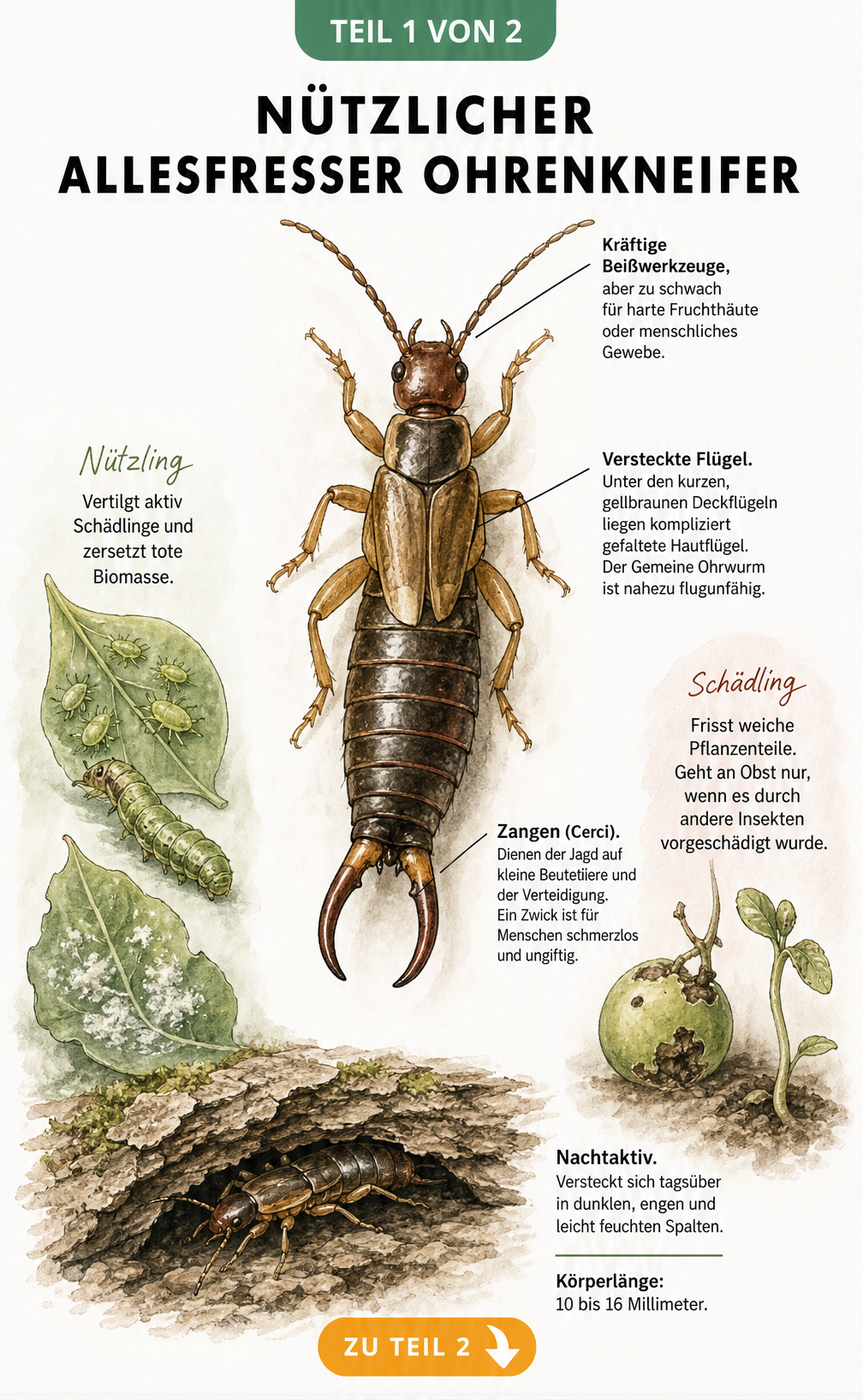 Illustration eines Ohrenkneifers mit Beschriftung seiner Anatomie und Nahrungsquellen wie Blattläuse und weiche Pflanzenteile
