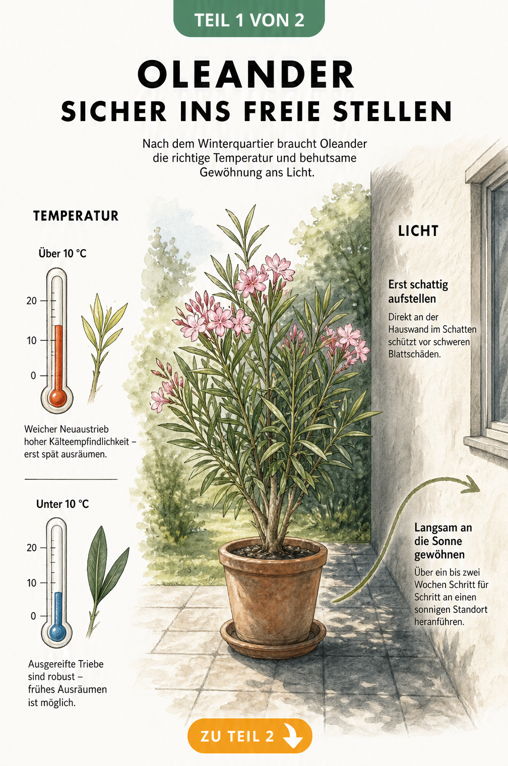 Illustration eines Oleanders im Kübel, die den Wechsel vom Winterquartier in den Schatten und später in die Sonne zeigt.