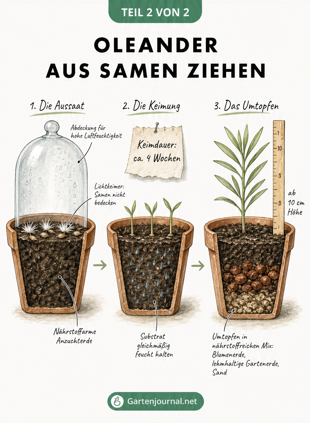 Illustration von drei Terrakotta-Töpfen, die den Wachstumsprozess von Oleander aus Samen zeigen.