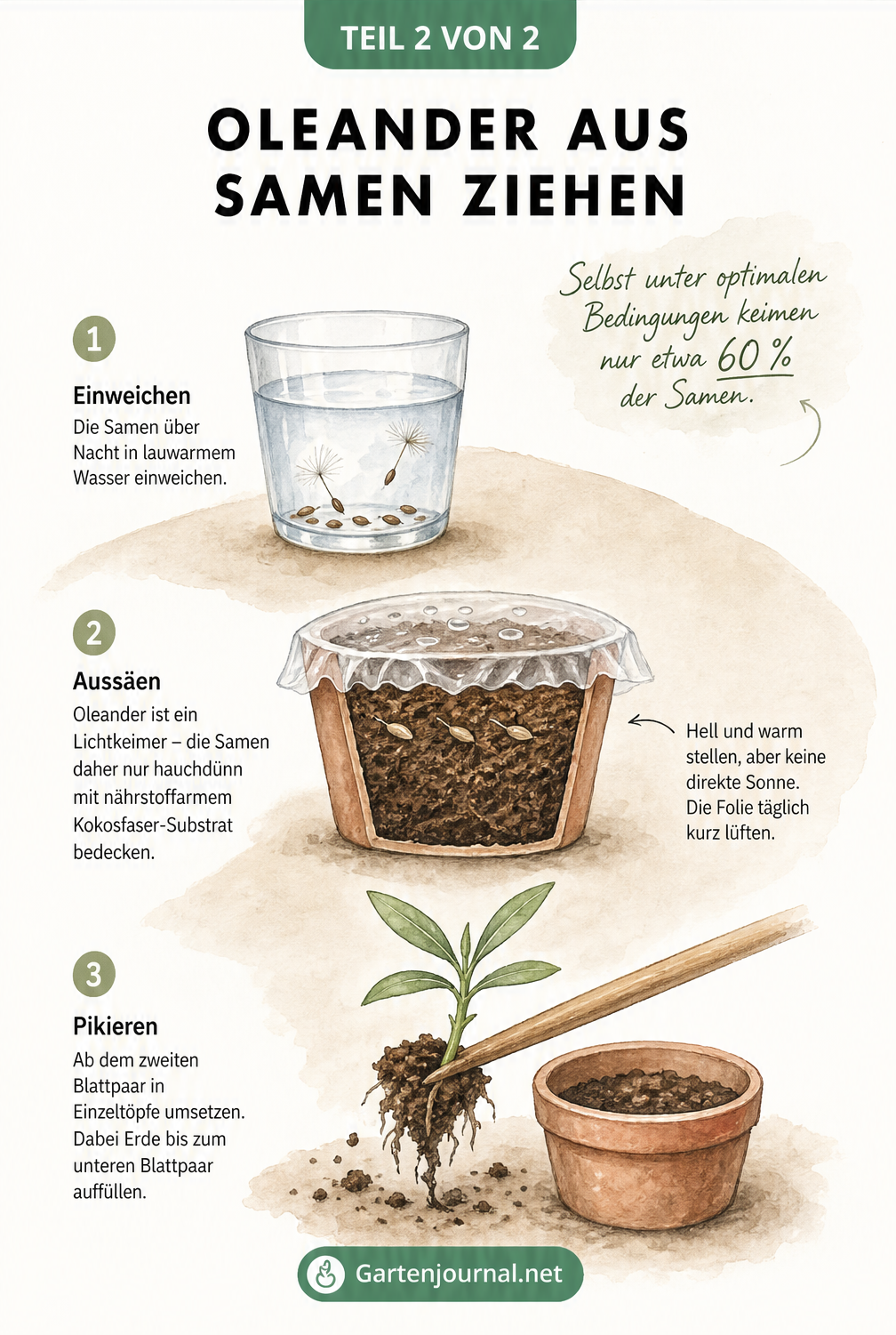 Illustration der Oleander-Aussaat in drei Schritten: Samen einweichen, Aussaat im Topf mit Folie und Pikieren des Sämlings.