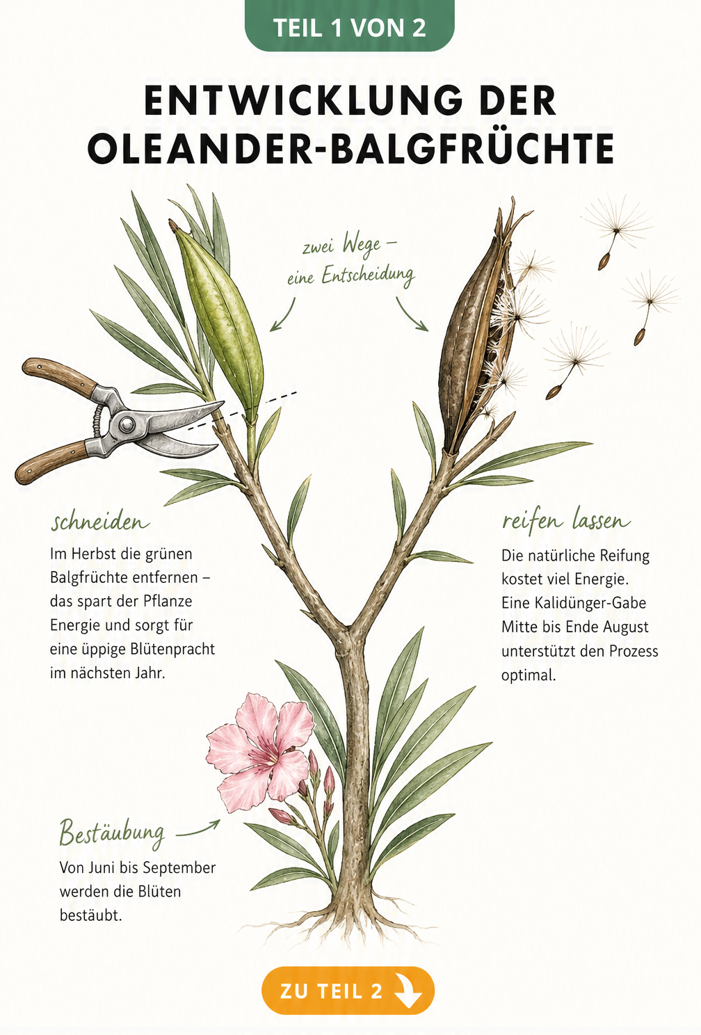 Botanische Illustration eines Oleanderzweigs mit Blüte, grüner Balgfrucht und reifen Samen sowie einer Gartenschere