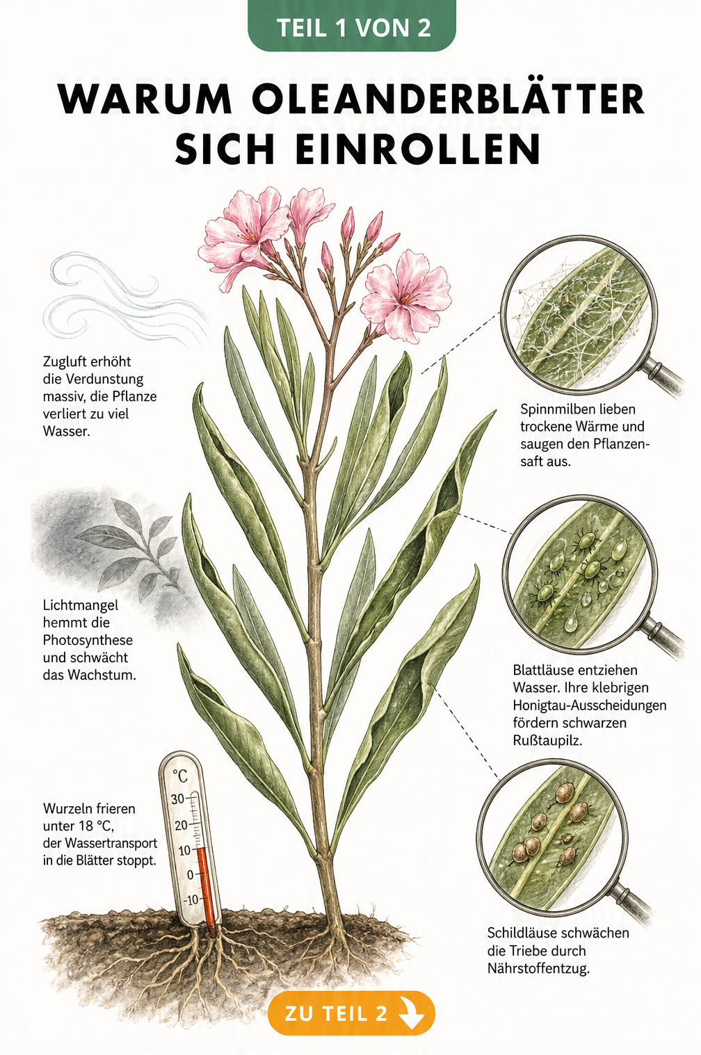 Botanische Illustration eines Oleanderzweigs mit eingerollten Blättern, die klimatische Stressfaktoren wie Kälte und Zugluft sowie Schädlinge wie Spinnmilben,...