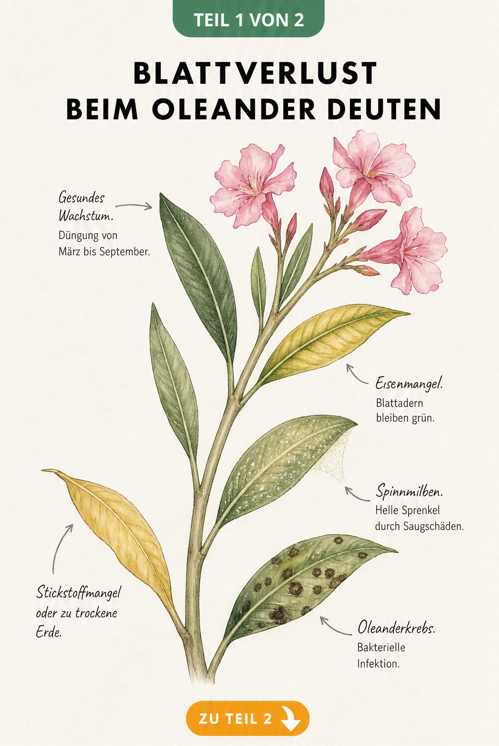 Botanische Illustration eines Oleanderzweigs mit verschiedenen Schadbildern an den Blättern wie Eisenmangel, Stickstoffmangel, Spinnmilben und Oleanderkrebs.