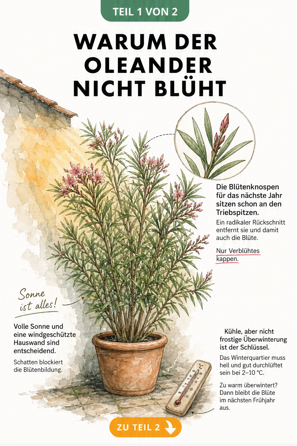 Botanische Illustration eines Oleanders im Terrakottatopf mit Hinweisen zu Rückschnitt, Standort und Überwinterung