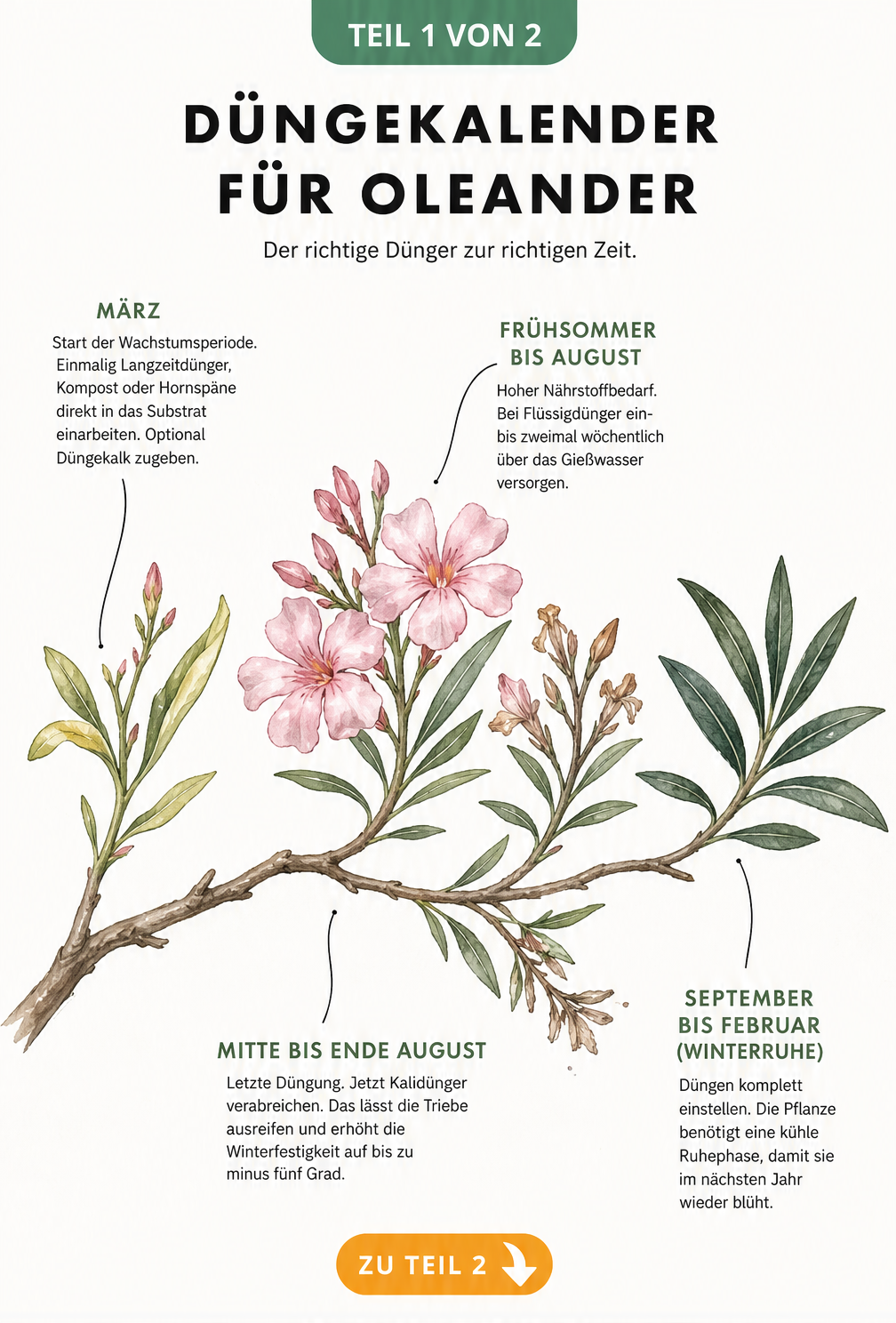 Düngekalender für Oleander als illustrierter Zeitstrahl mit vier Jahreszeiten