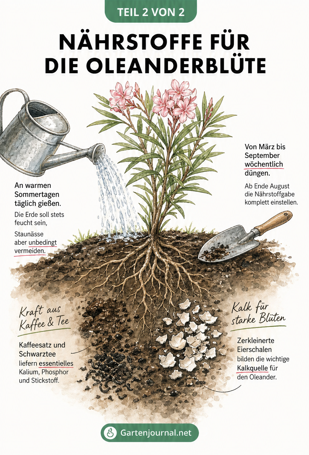 Querschnitt des Wurzelbereichs eines Oleanders mit Gießkanne, Pflanzschaufel und natürlichen Düngern wie Kaffeesatz und Eierschalen