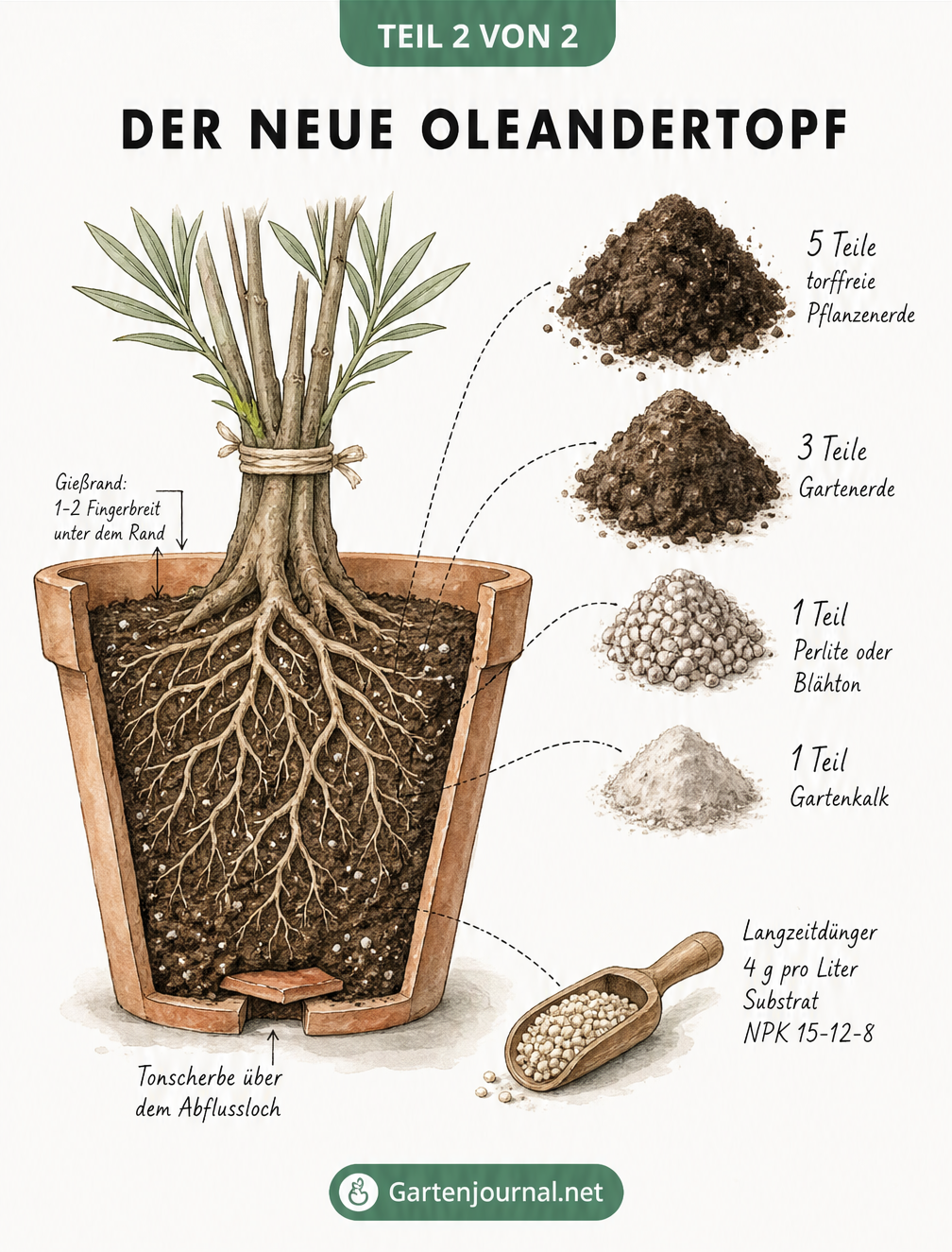 Querschnitt eines Terrakotta-Topfes mit Oleander, der den Aufbau aus Tonscherbe, Substrat und Gießrand zeigt, sowie das ideale Mischverhältnis der Erde.