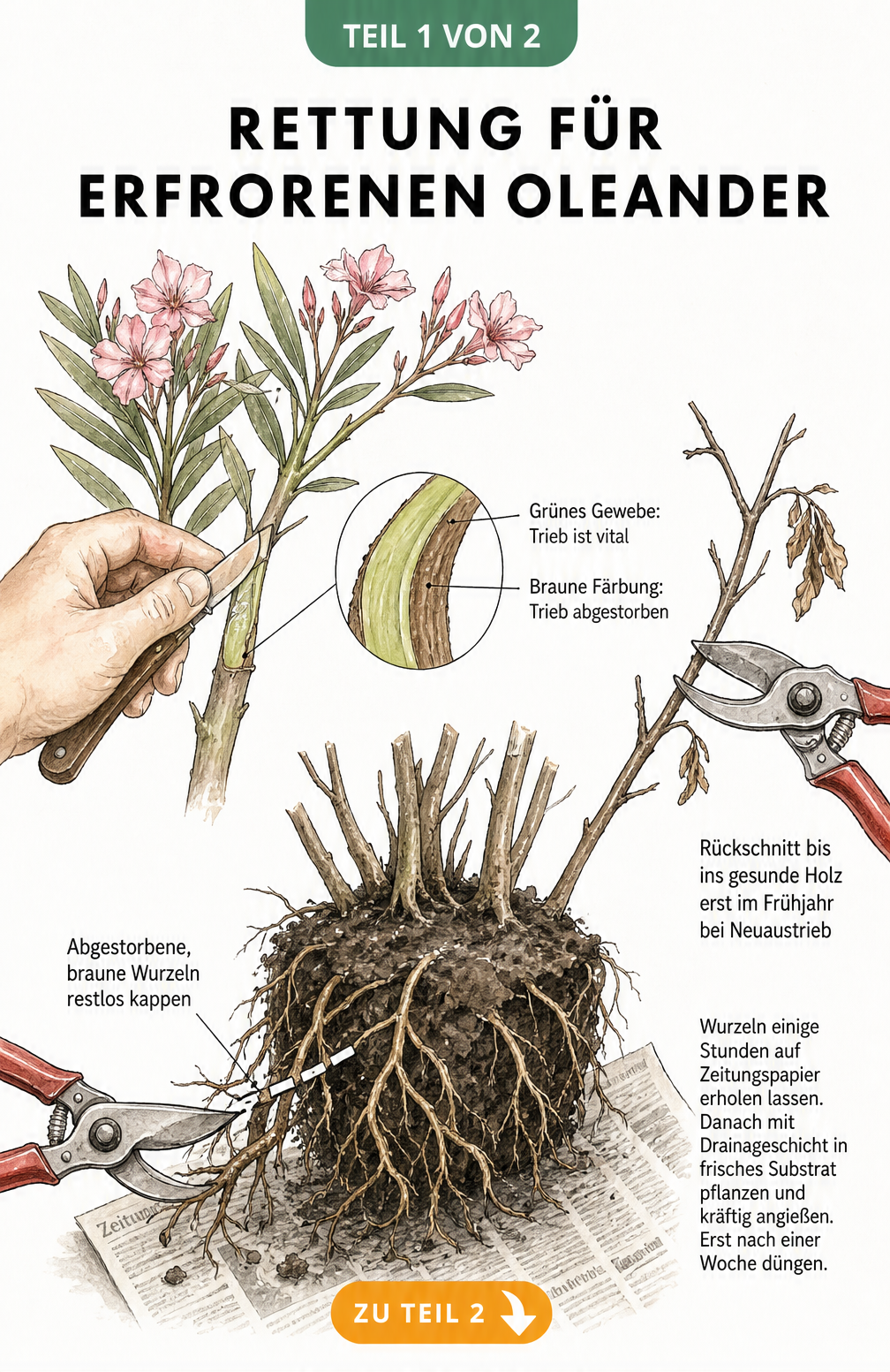 Botanische Illustration zur Rettung eines erfrorenen Oleanders mit Vitalitätstest, Rückschnitt und Wurzelbehandlung