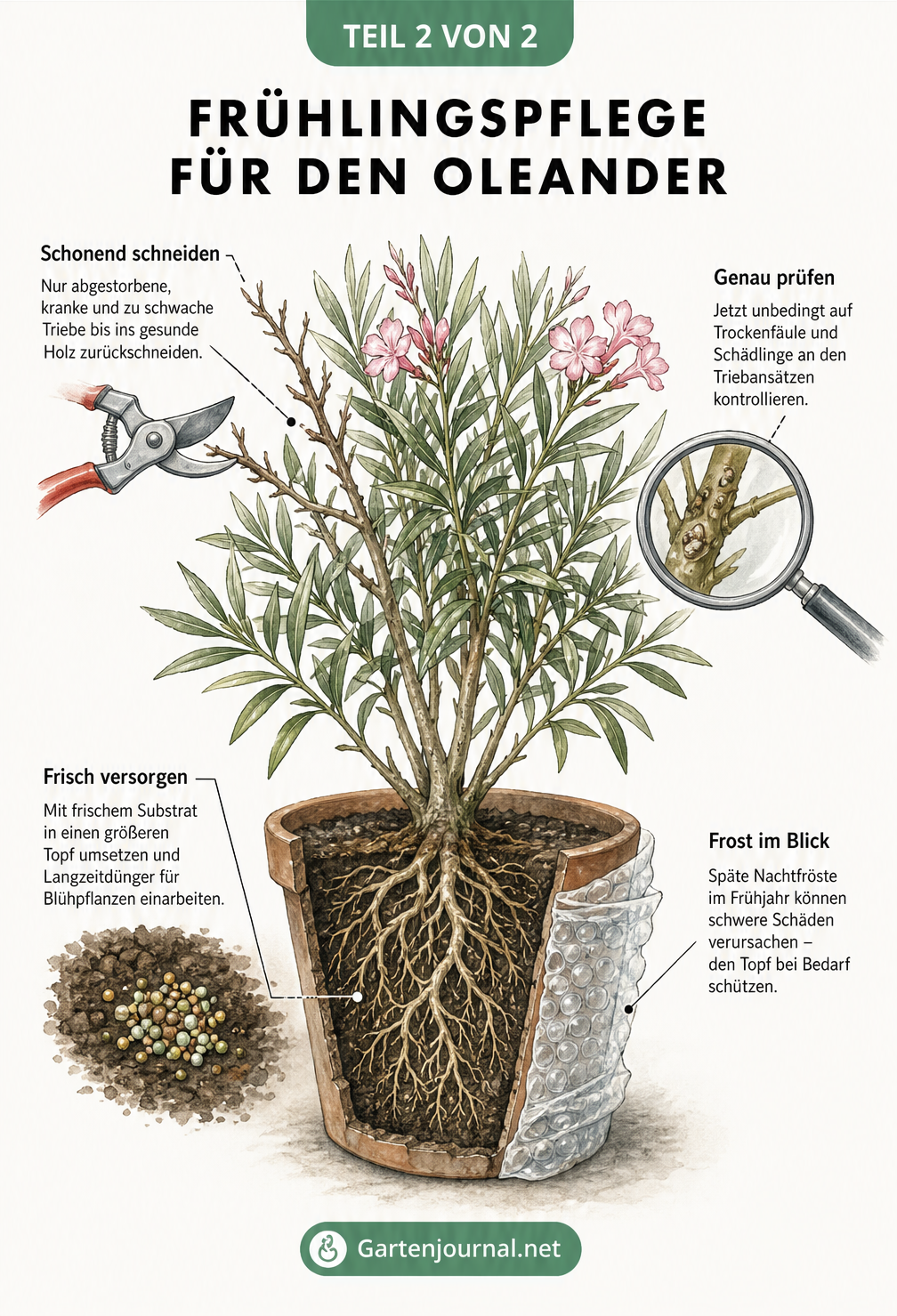 Botanische Zeichnung eines Oleanders, die den Rückschnitt, die Schädlingskontrolle und die Düngung im Frühjahr erklärt.