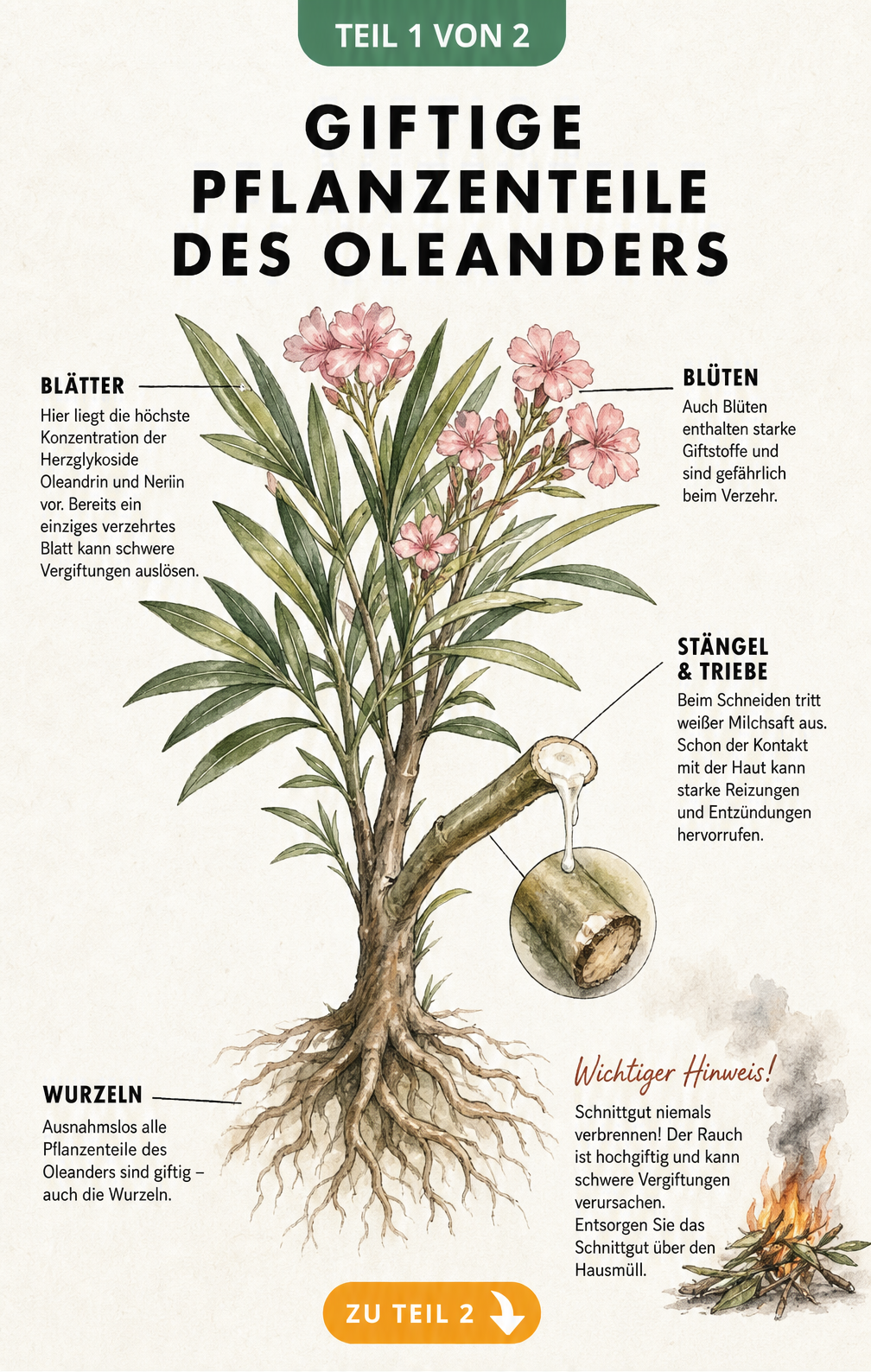 Botanische Illustration eines Oleanders mit Hinweisen auf giftige Pflanzenteile wie Blätter, Stängel und Wurzeln
