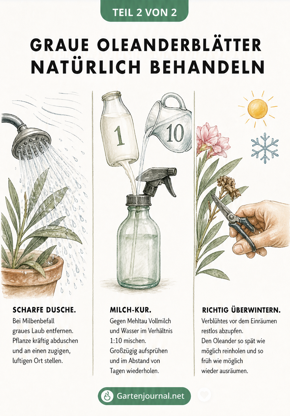 Illustrationen zur Behandlung von Oleander: Pflanze abduschen, Milch-Wasser-Gemisch sprühen und richtig überwintern.