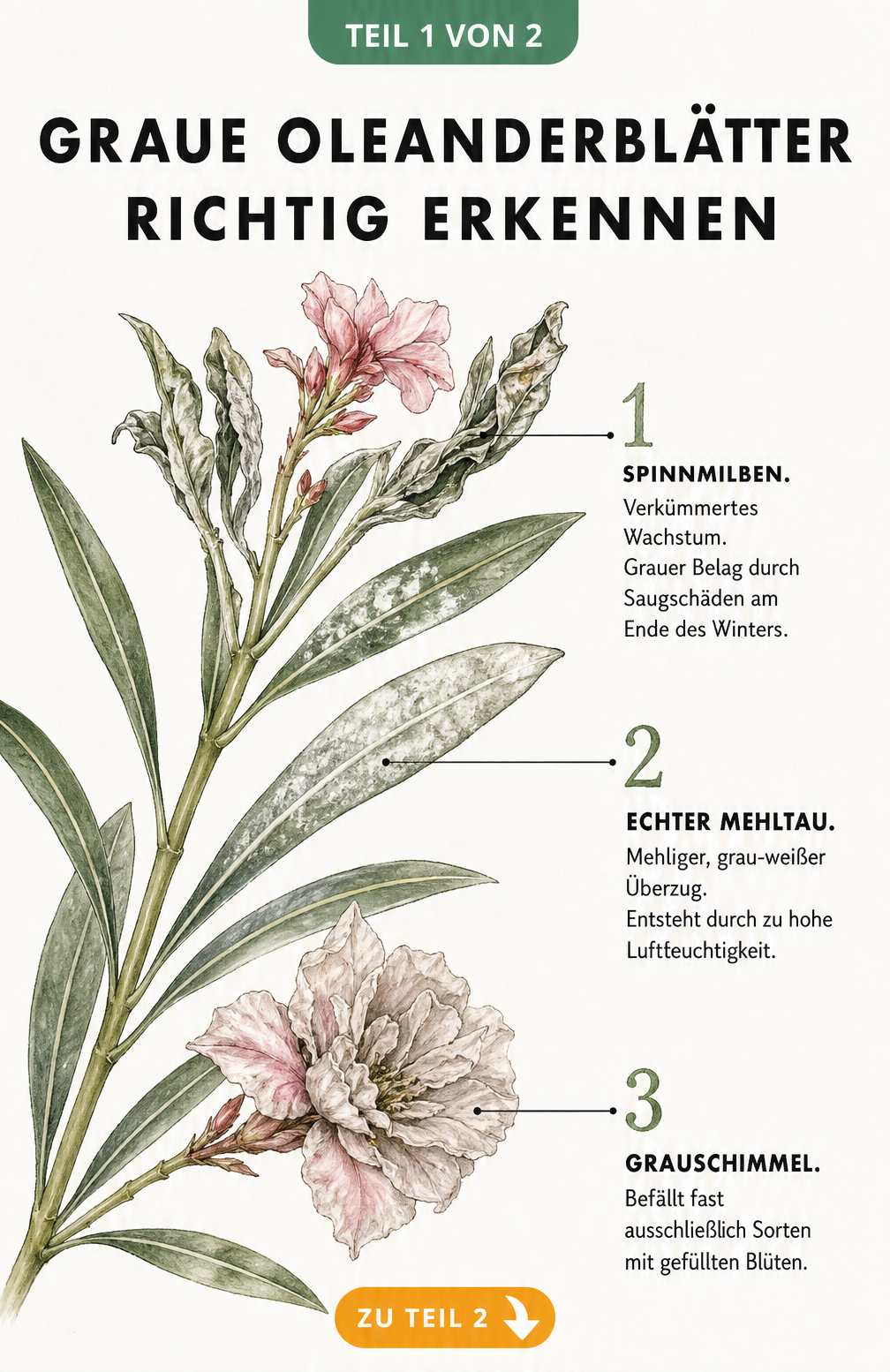 Botanische Illustration eines Oleanderzweigs mit Schadbildern von Spinnmilben, Mehltau und Grauschimmel an Blättern und Blüten.