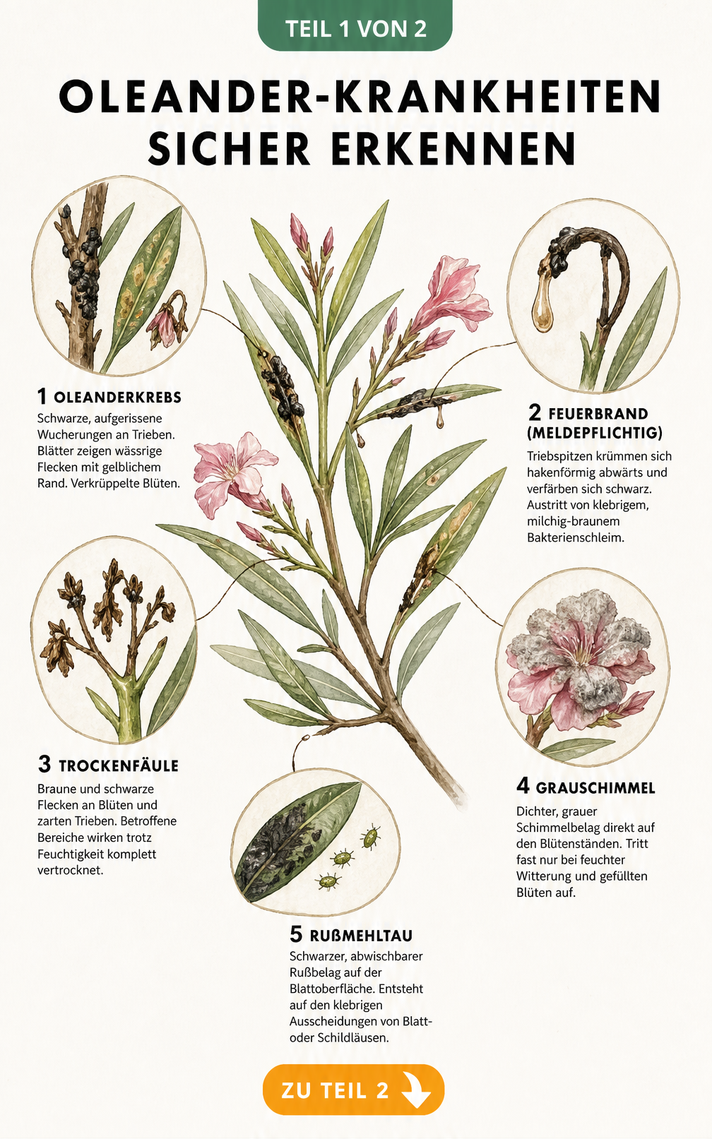 Botanische Illustration eines Oleanderzweigs mit Symptomen von Oleanderkrebs, Feuerbrand, Trockenfäule, Grauschimmel und Rußmehltau
