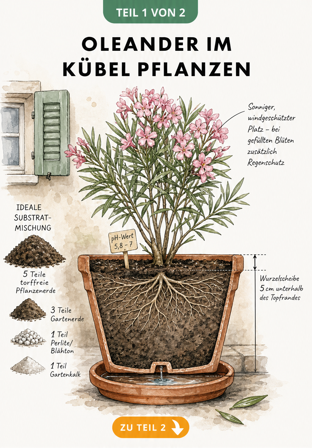 Querschnitt eines Terrakotta-Topfes mit blühendem Oleander, der die ideale Substratmischung, Pflanztiefe und den Standort zeigt
