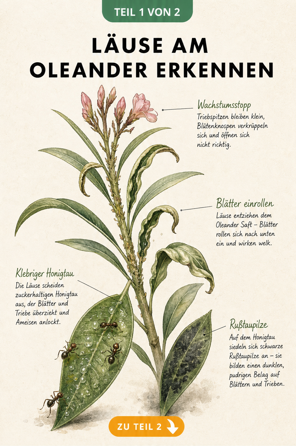 Botanische Illustration eines Oleanderzweigs mit Symptomen von Läusebefall wie verkrüppelten Knospen, welken Blättern, Honigtau und Rußtaupilzen