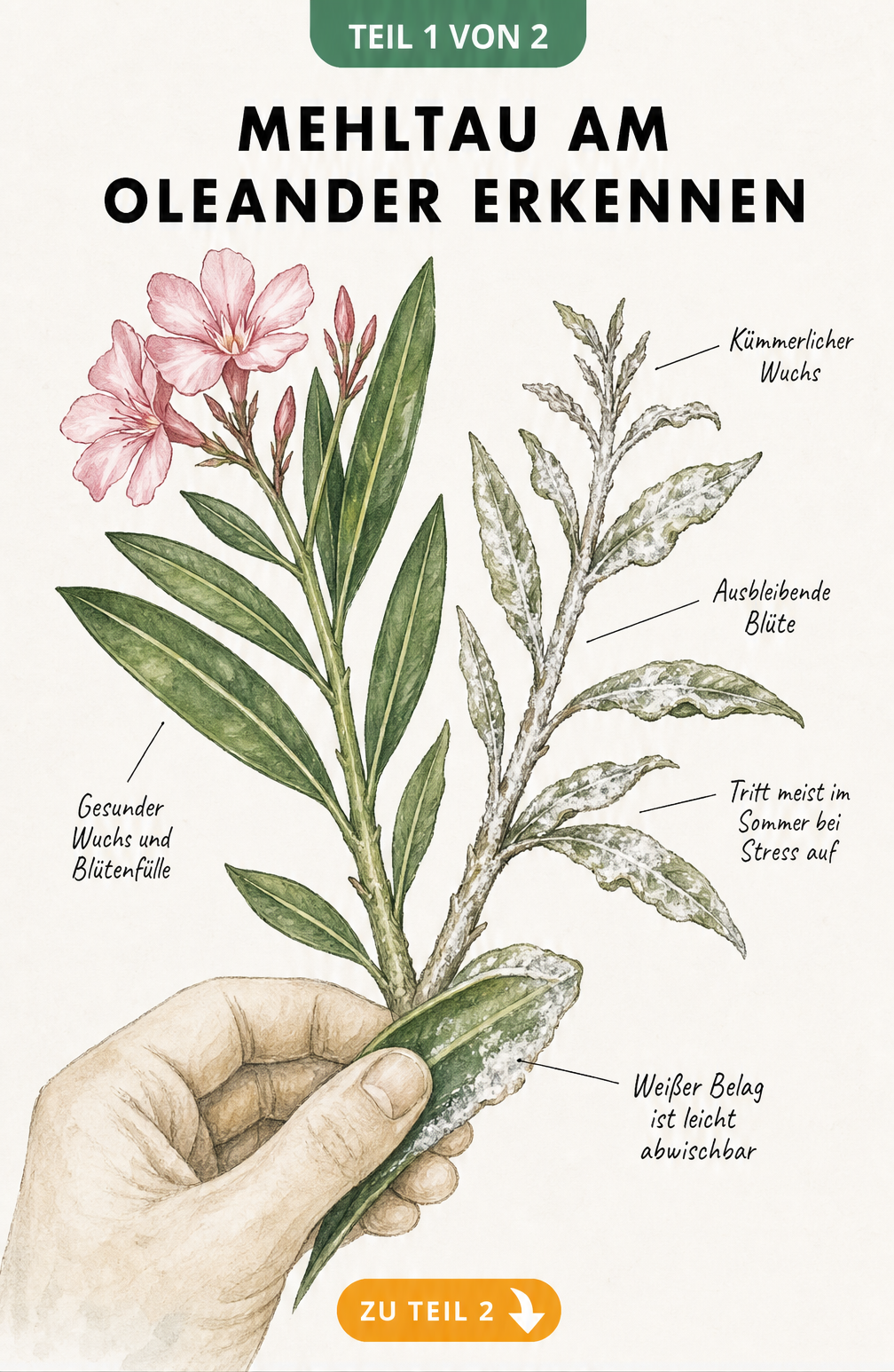 Botanische Illustration eines Oleanderzweigs, der links gesund und rechts mit weißem Mehltau befallen ist. Eine Hand wischt den Belag ab.