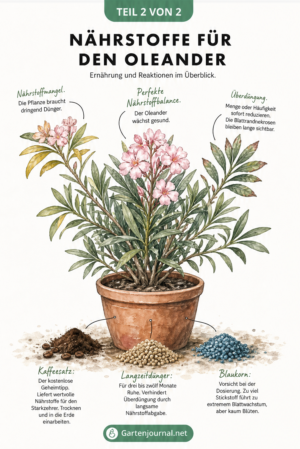 Illustration eines Oleanders im Topf mit Nährstoffmangel, Überdüngung und perfekter Balance