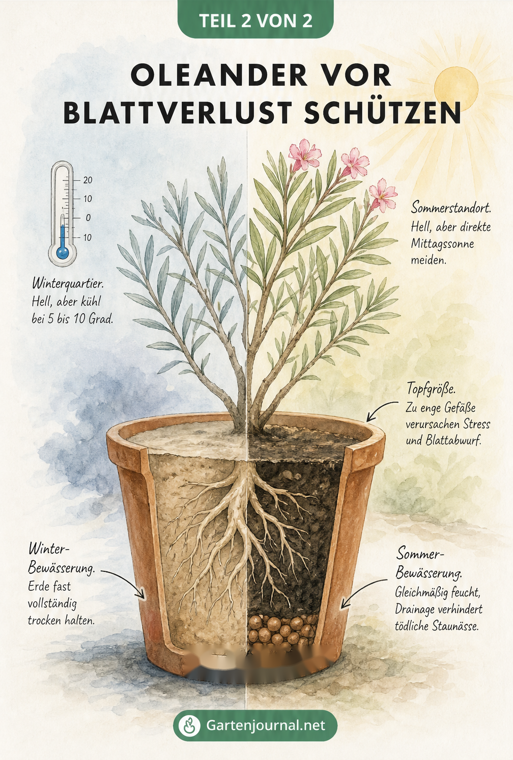 Aquarellierte Schnittzeichnung eines Oleanders im Topf, die optimale Bedingungen für Winterquartier, Sommerstandort, Bewässerung und Topfgröße zeigt.