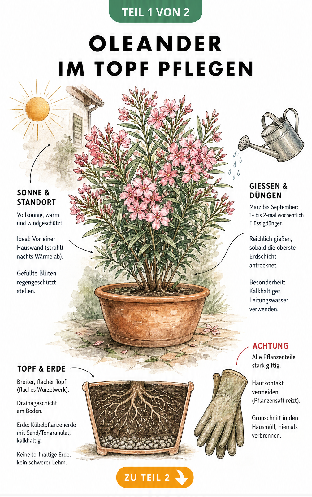 Illustration eines blühenden Oleanders im Terrakotta-Kübel mit Pflegehinweisen zu Standort, Gießen, Düngen und Erde sowie einem Warnhinweis zur Giftigkeit.