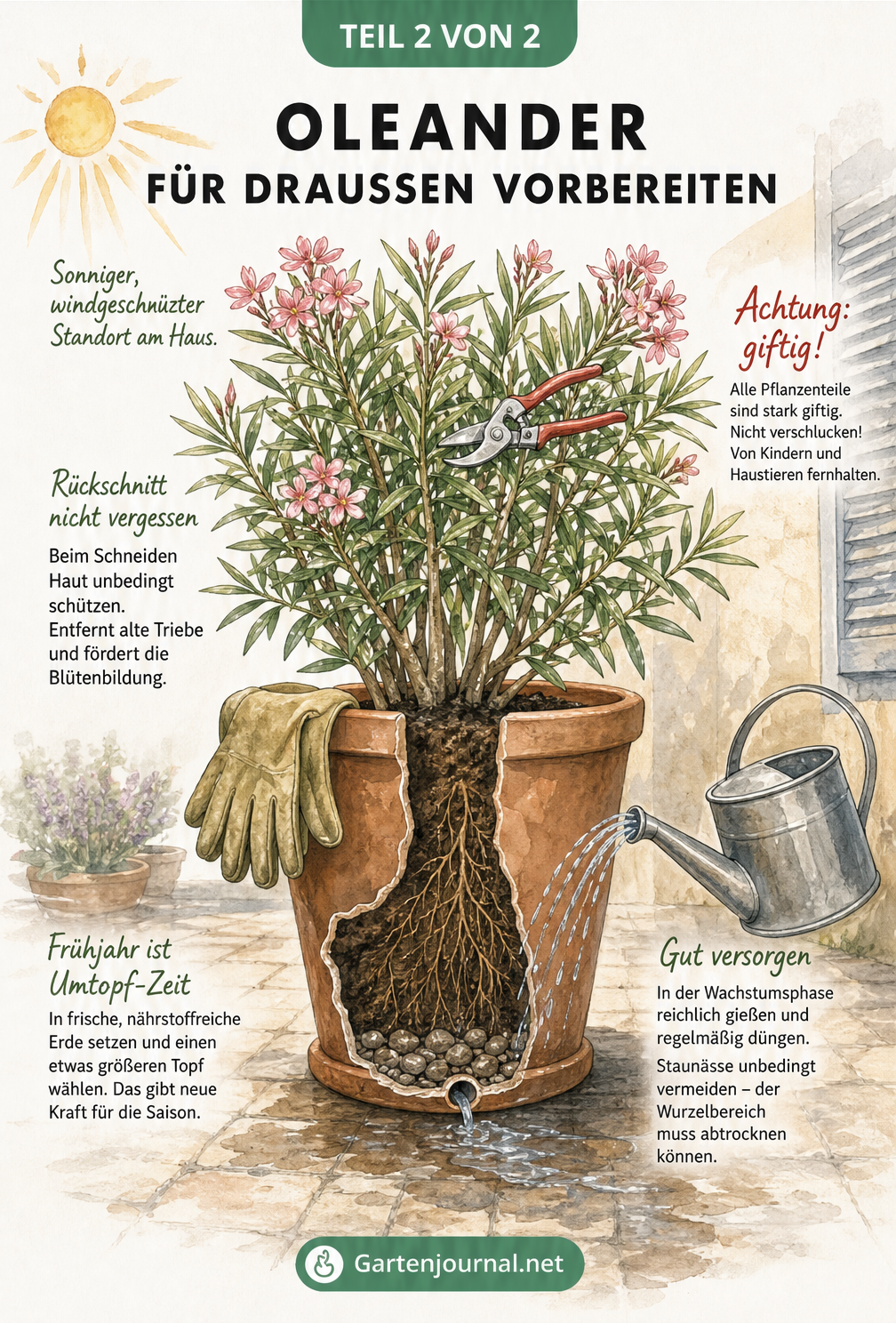 Zeichnung eines Oleanders im Kübel auf der Terrasse mit Hinweisen zu Standort, Rückschnitt und Pflege