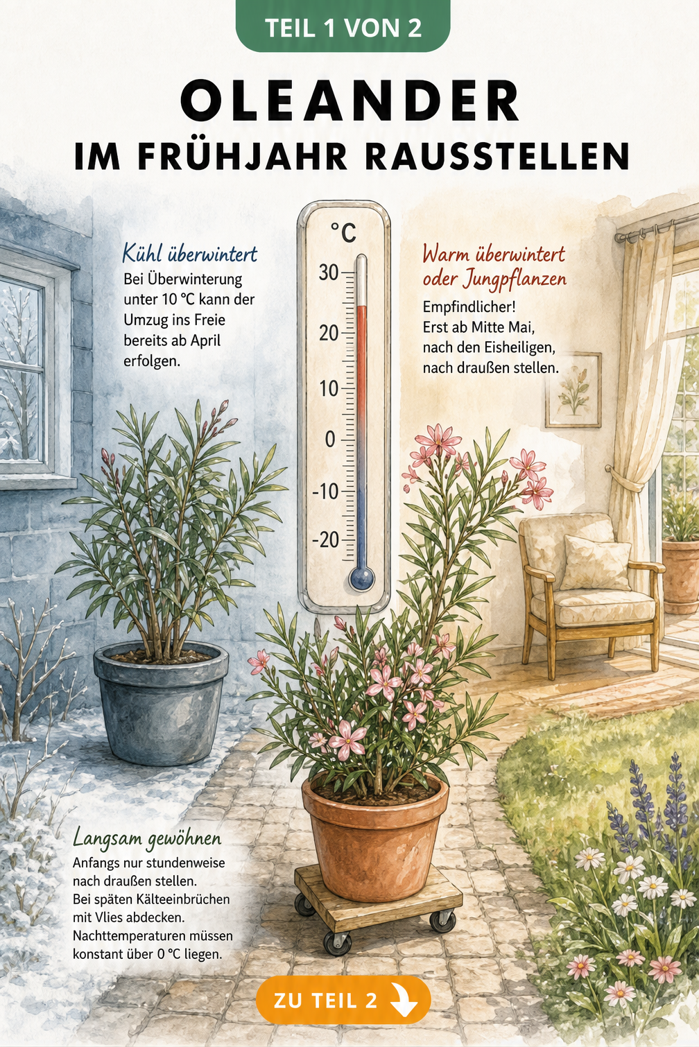 Illustration eines Außenthermometers, das den Übergang vom kühlen Winterquartier in den Garten für Oleander zeigt