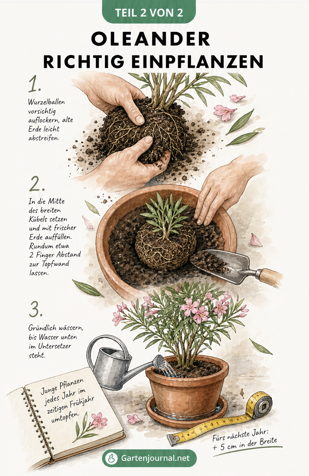 Illustration in drei Schritten: Wurzelballen lockern, Oleander in den Kübel setzen und durchdringend wässern