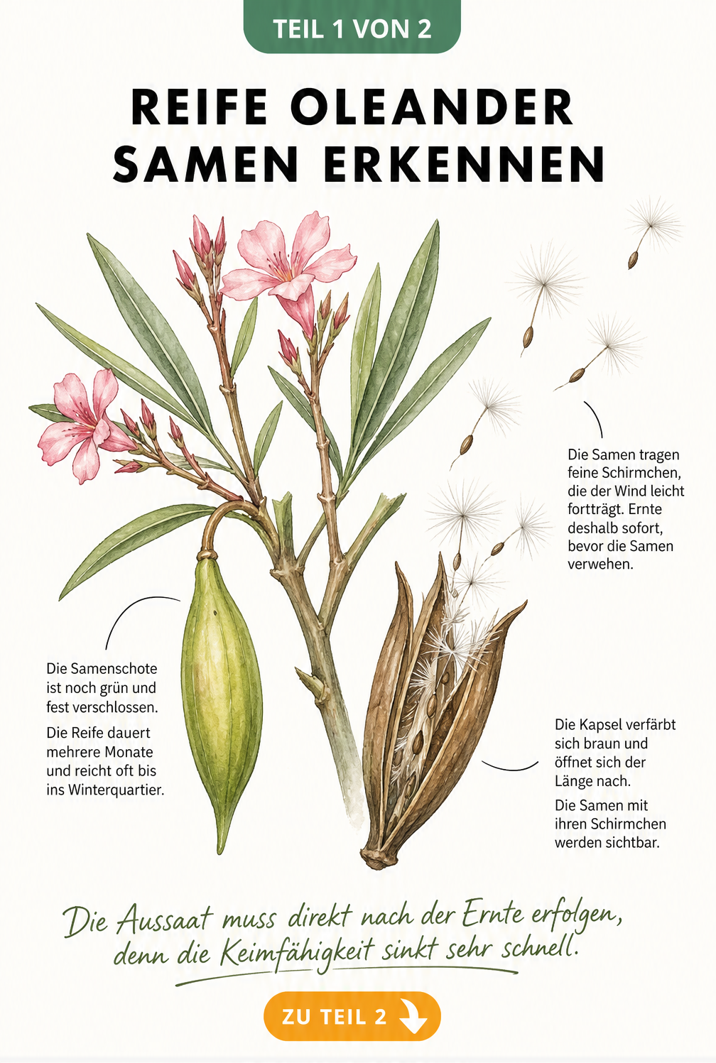 Aquarell-Zeichnung eines Oleanderzweigs, die den Reifeprozess der Samenschoten von grün bis braun und aufgerissen zeigt, mit fliegenden Samen.