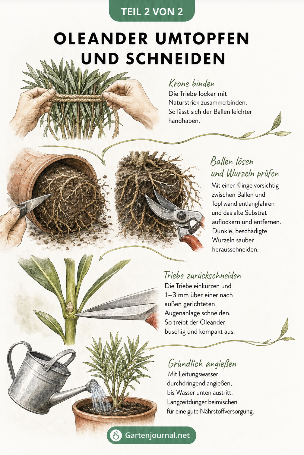 Illustration zum Schneiden und Umtopfen eines Oleanders mit Fokus auf Wurzelballen und Triebschnitt