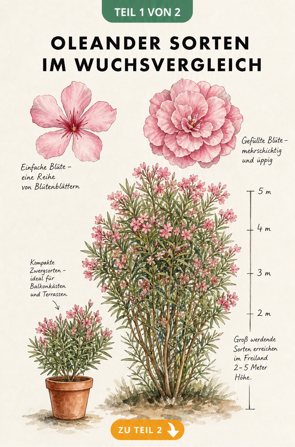 Vergleich der Wuchshöhen von Oleander-Sorten von Zwergformen im Topf bis zu großen Freiland-Büschen sowie einfache und gefüllte Blüten
