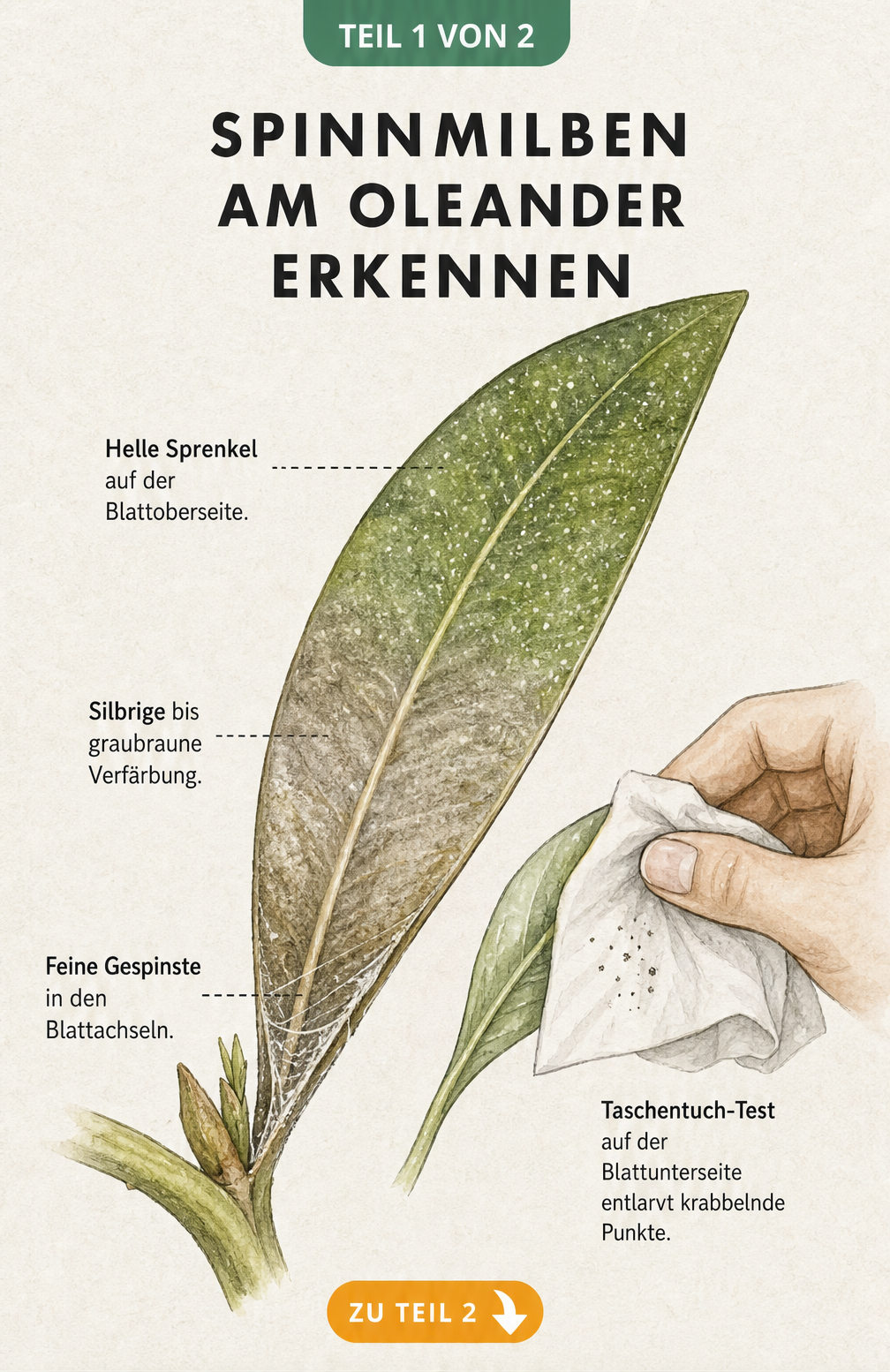 Illustration eines Oleanderblatts mit Spinnmilbenbefall, das helle Sprenkel, silbrige Verfärbungen und feine Gespinste zeigt.