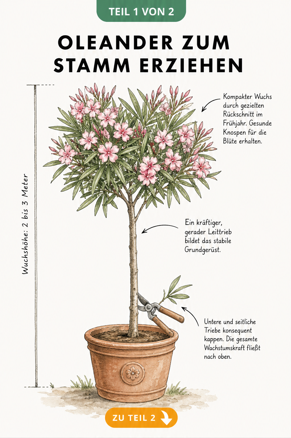 Illustration eines Oleander-Stamms im Terrakotta-Kübel mit Hinweisen zum Rückschnitt und zur Erziehung des Leittriebs