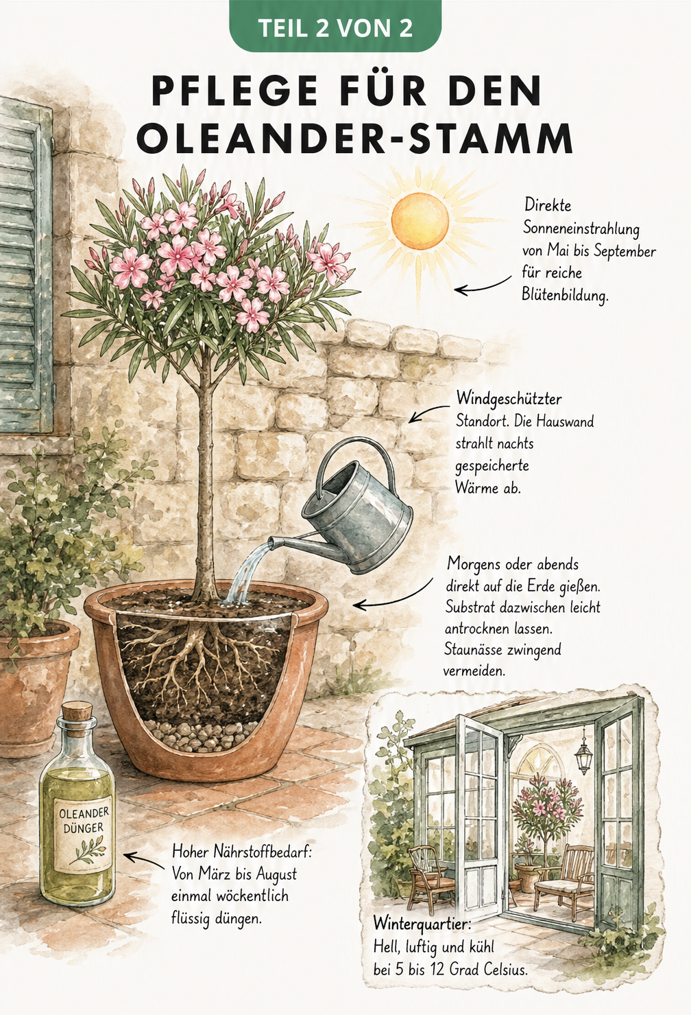 Illustration eines Oleander-Stamms auf einer Terrasse mit Tipps zu Standort, Gießen, Düngen und Überwinterung