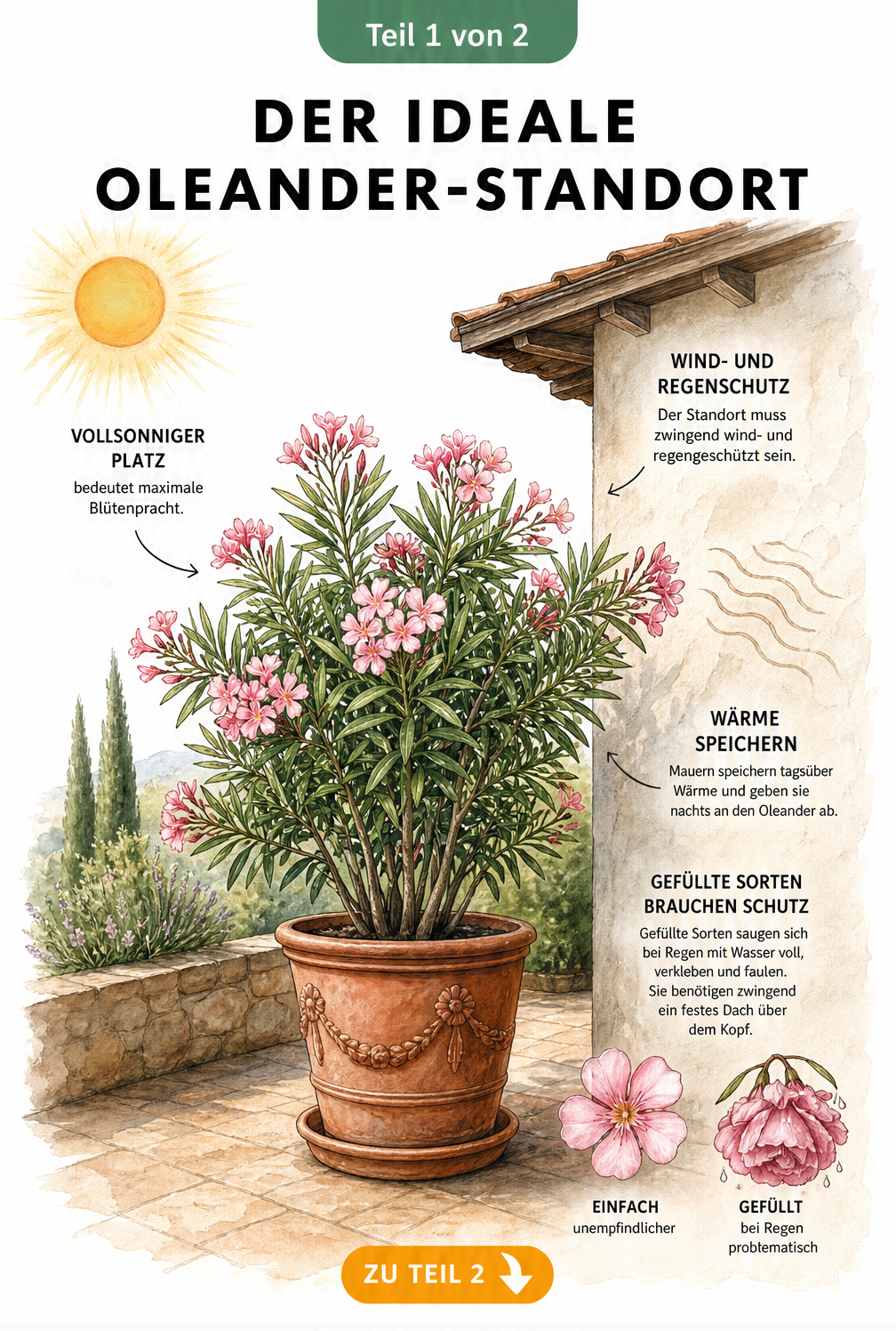 Illustration eines Oleanders im Kübel an einer Hauswand mit Sonne, Dachüberstand und Detailzeichnung von einfachen und gefüllten Blüten
