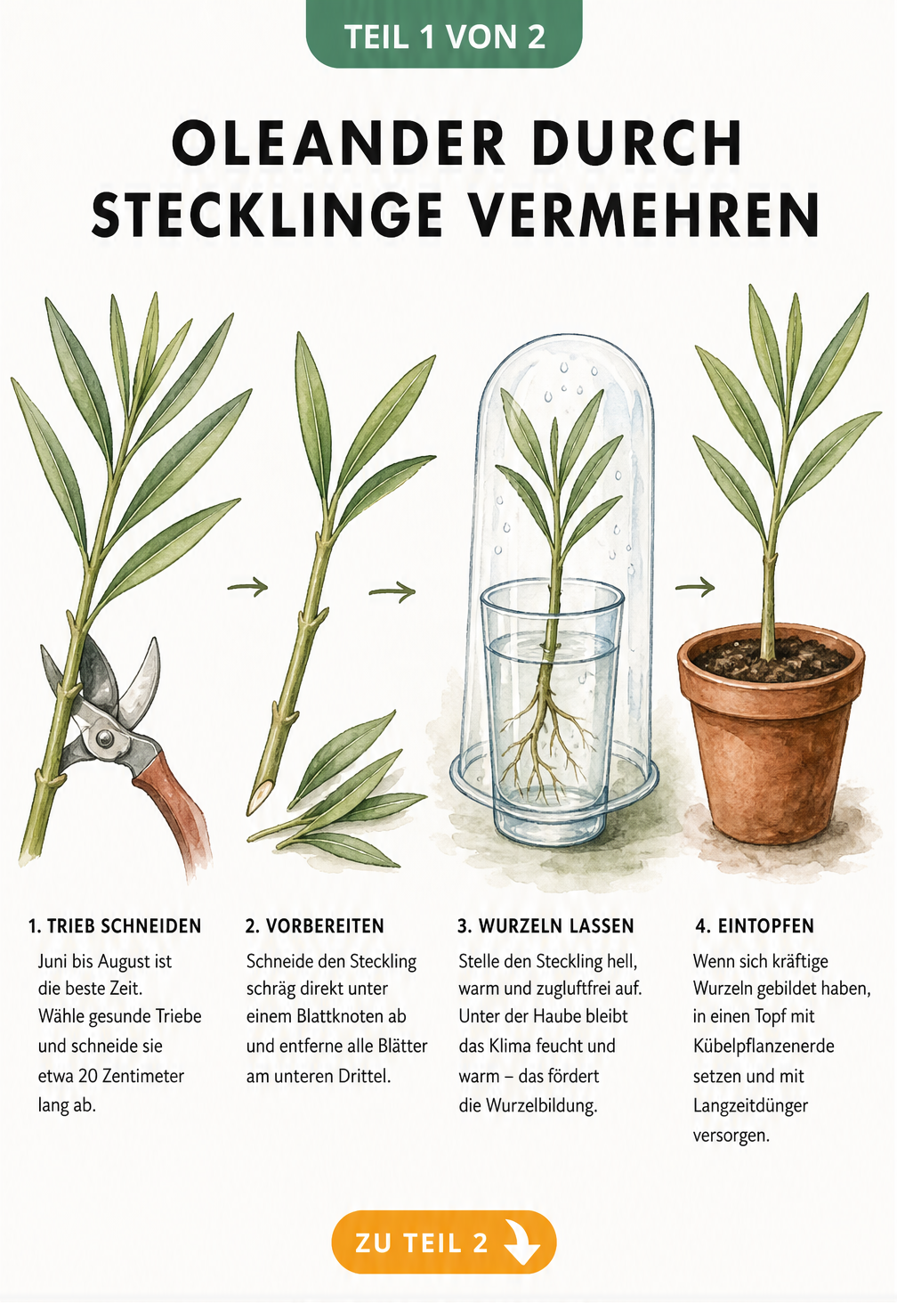 Botanische Zeichnung der Oleander-Vermehrung durch Stecklinge in vier Schritten: vom Triebschnitt über das Entblättern und die Bewurzelung im Wasserglas bis...