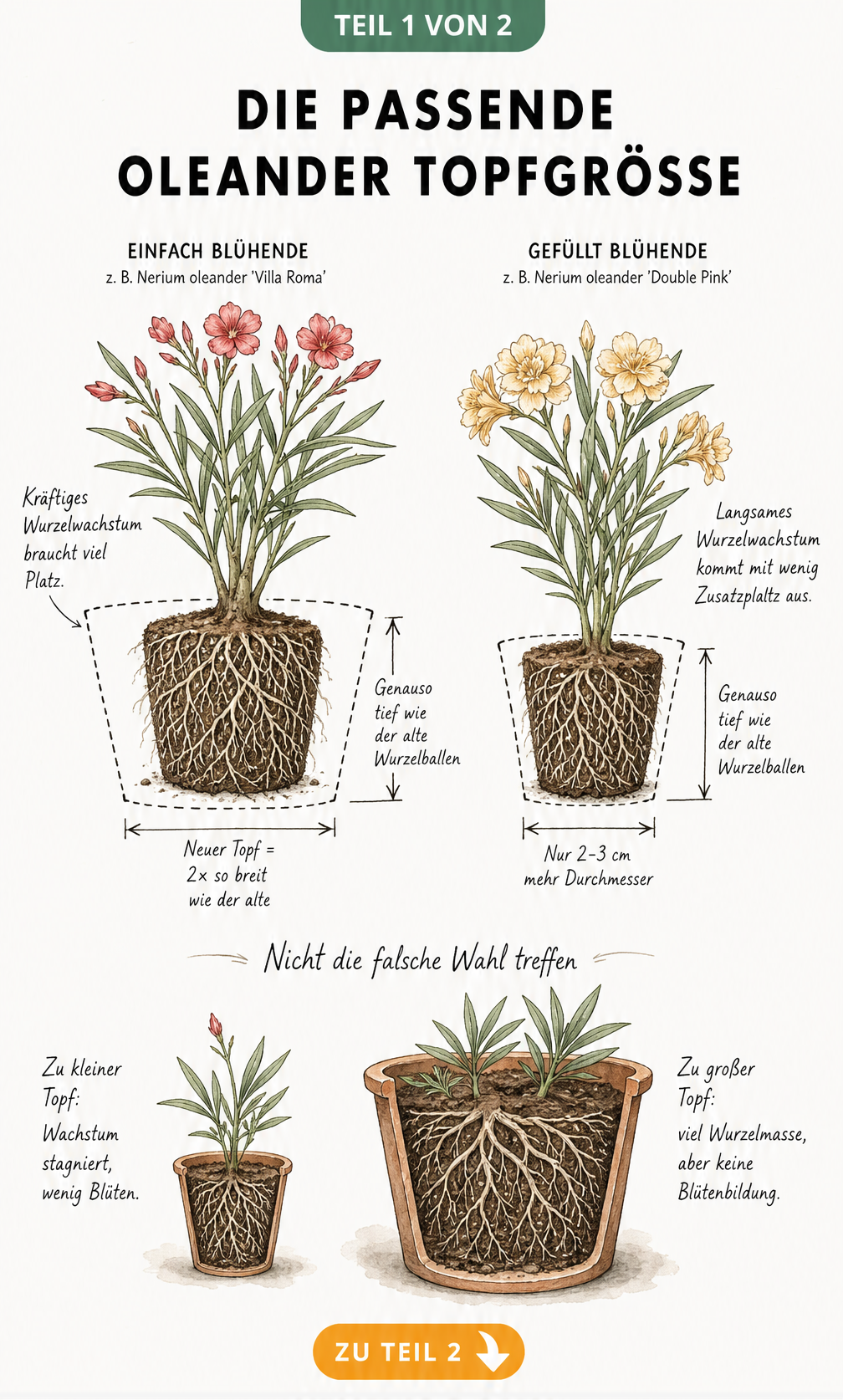 Illustration zweier Oleander-Wurzelballen im Vergleich: Einfach blühende Sorte mit doppelt so breitem Topf und gefüllt blühende Sorte mit eng anliegendem Topf.