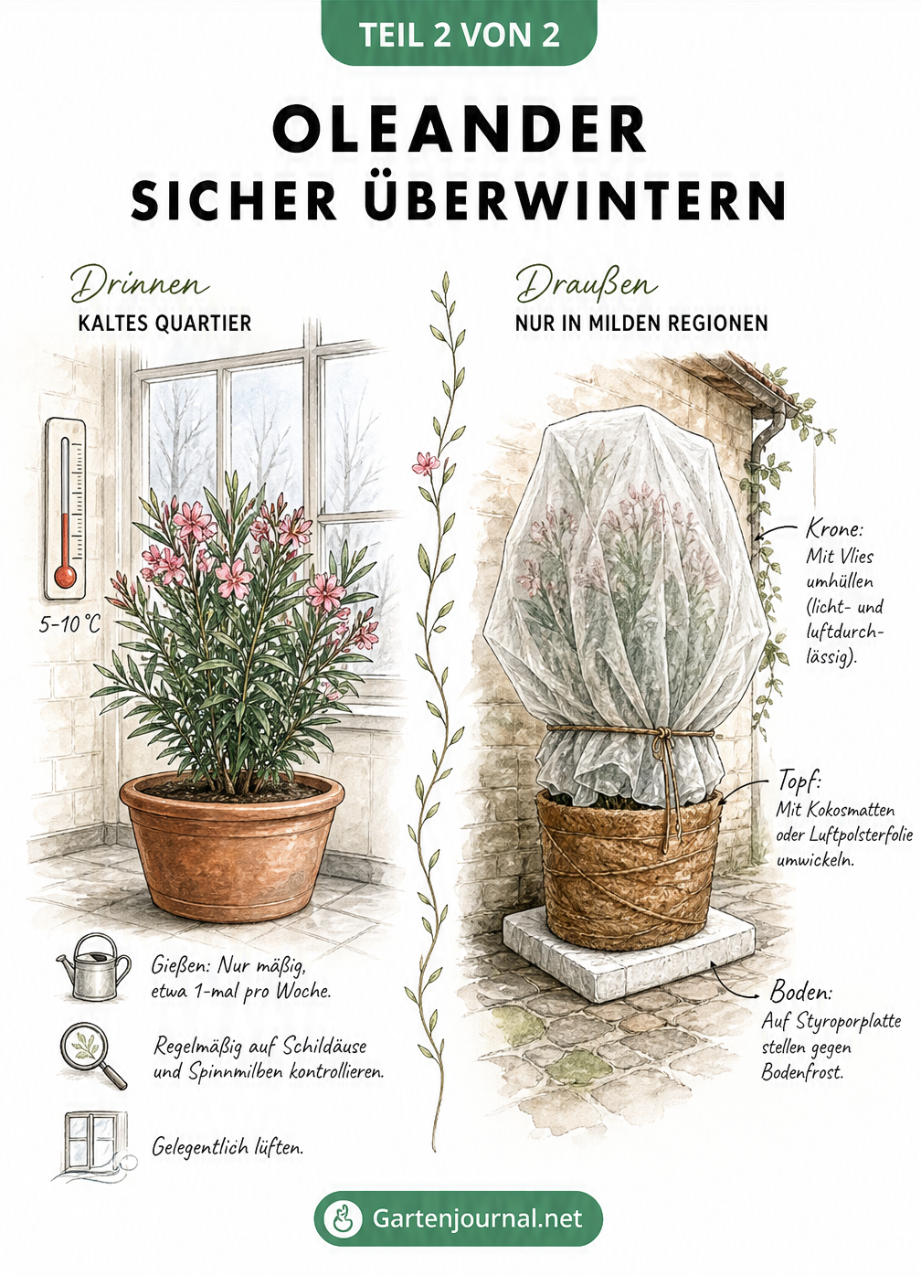 Zweigeteilte Illustration zur Überwinterung von Oleander: Links im hellen, kühlen Wintergarten bei 5 bis 10 Grad, rechts draußen mit Vlies, Kokosmatte und...